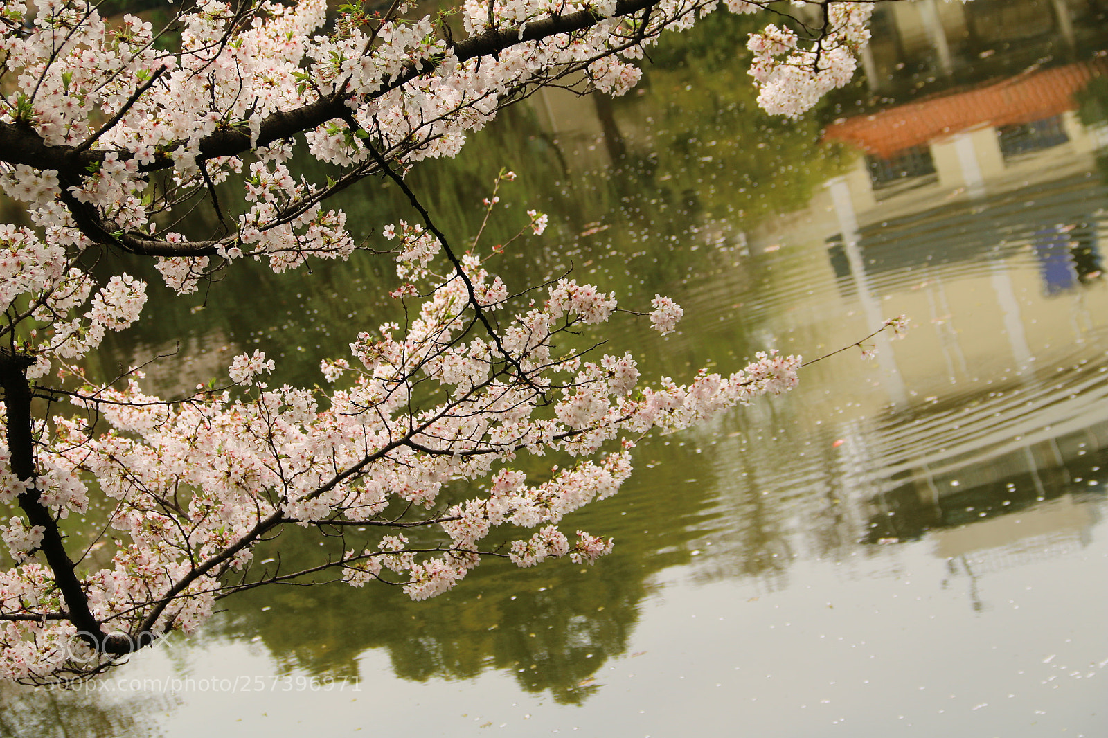 Canon EF-S 18-135mm F3.5-5.6 IS sample photo. Cherry blossoms photography