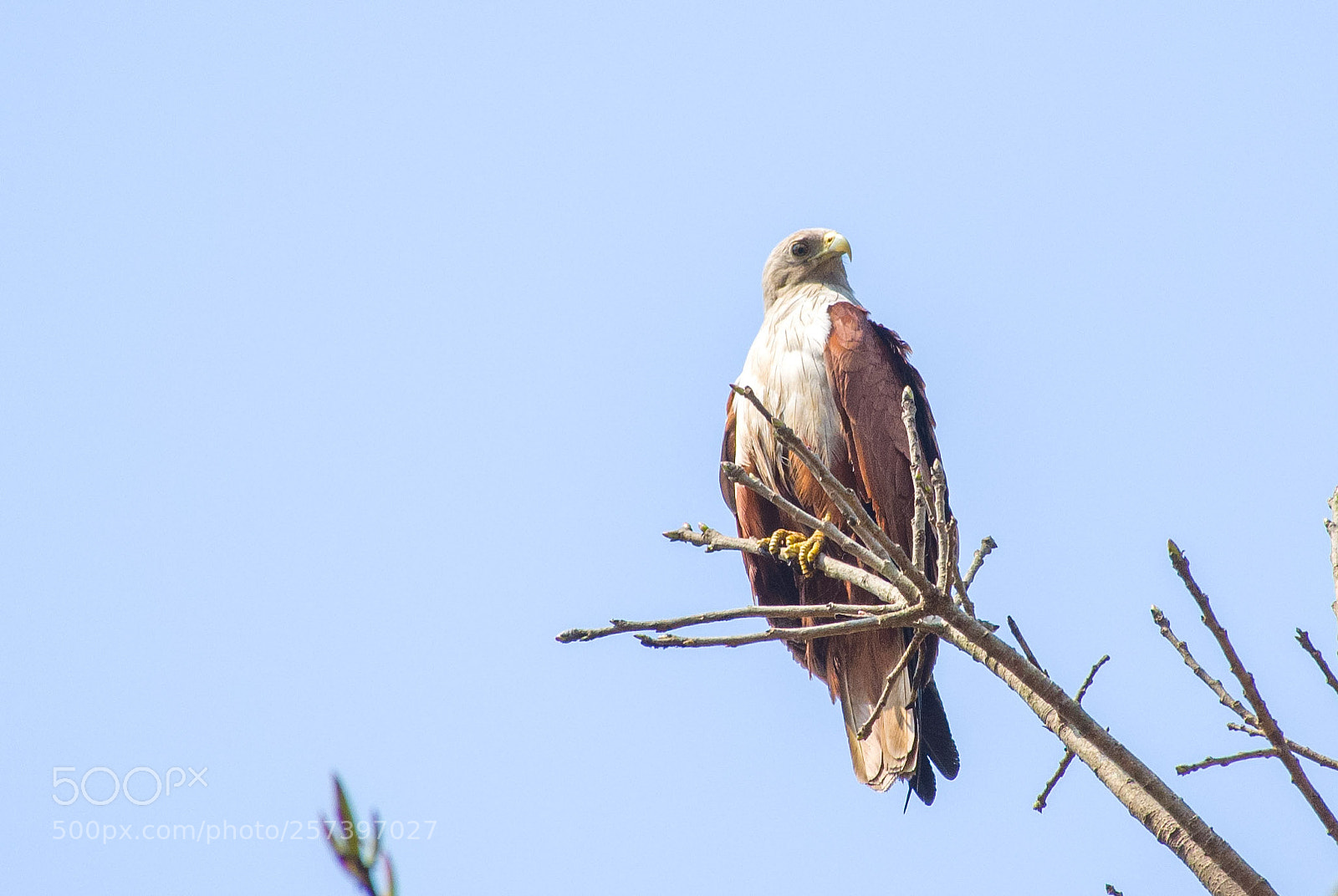 Nikon D7000 sample photo. Brahmani kite photography