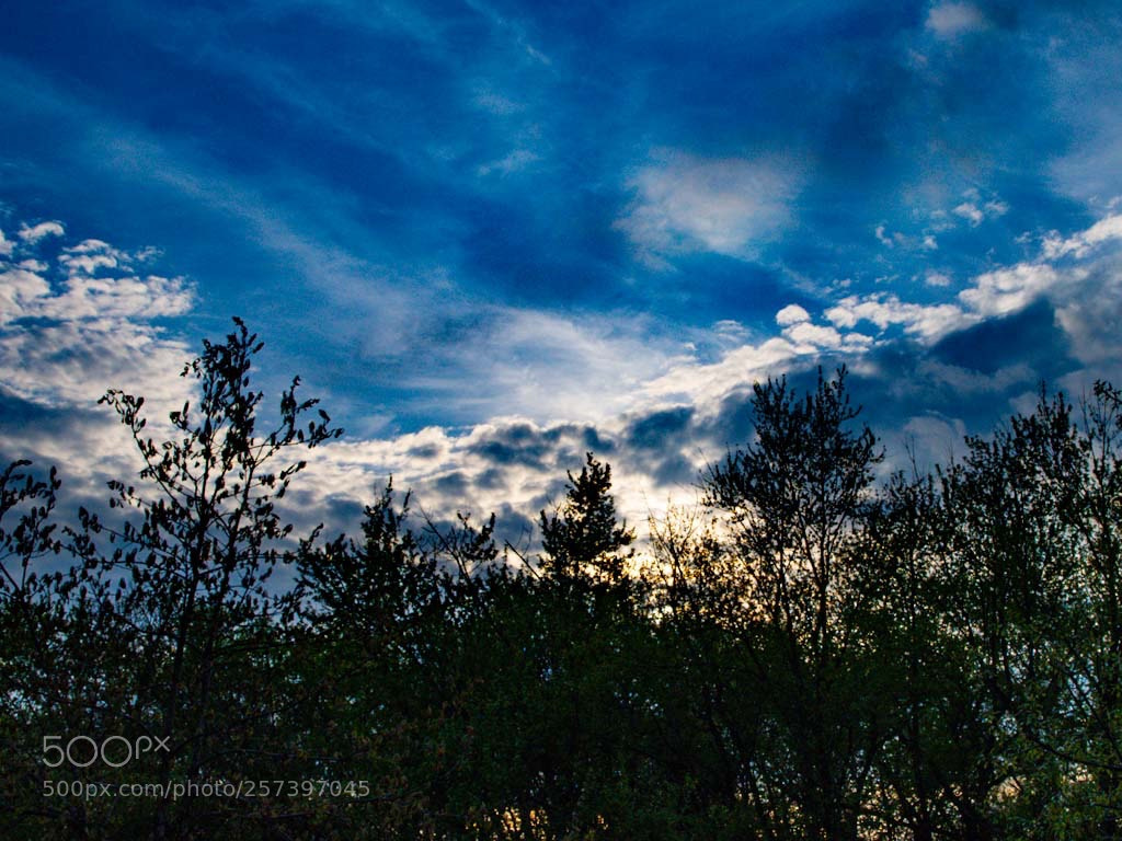 Pentax K-50 sample photo. Dusk treeline photography