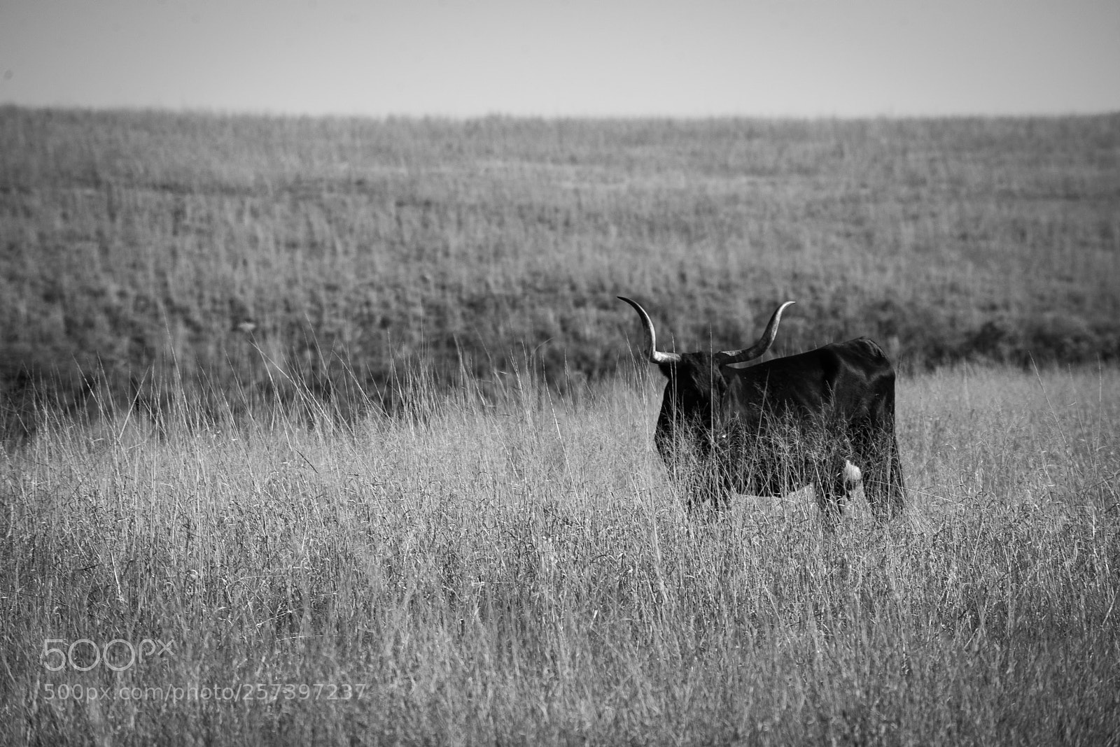 Nikon D600 sample photo. Texas longhorn wichita mountains photography