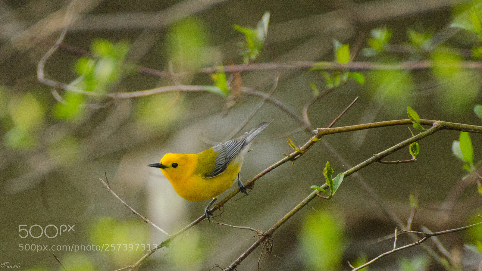 Nikon D7000 sample photo. Prothonotary warbler photography