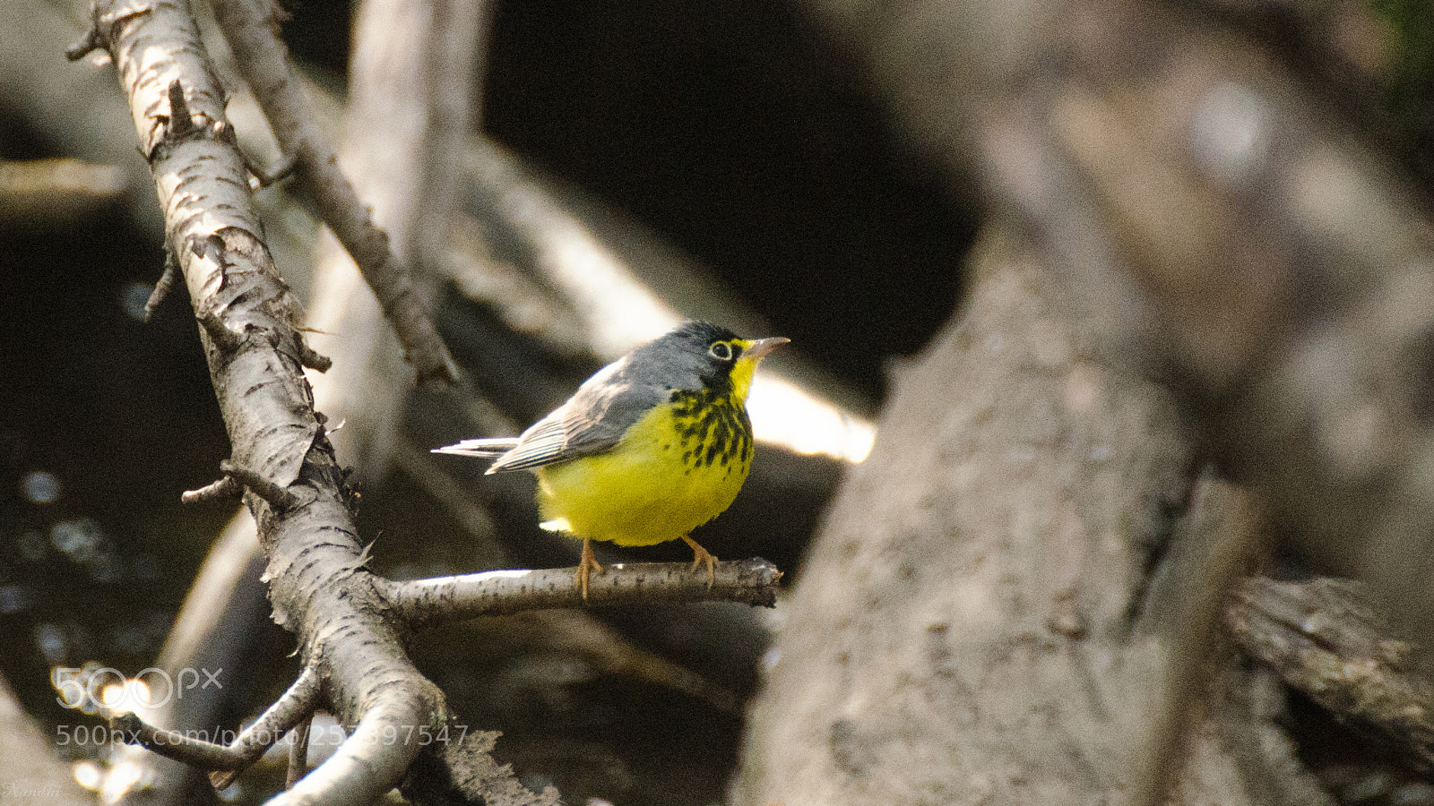 Nikon D7000 sample photo. Canada warbler photography
