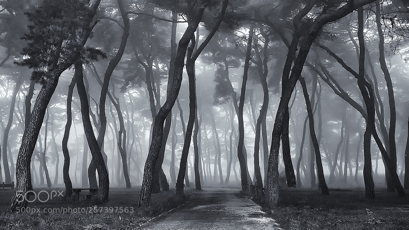 Canon EOS 30D sample photo. A pine forest with photography