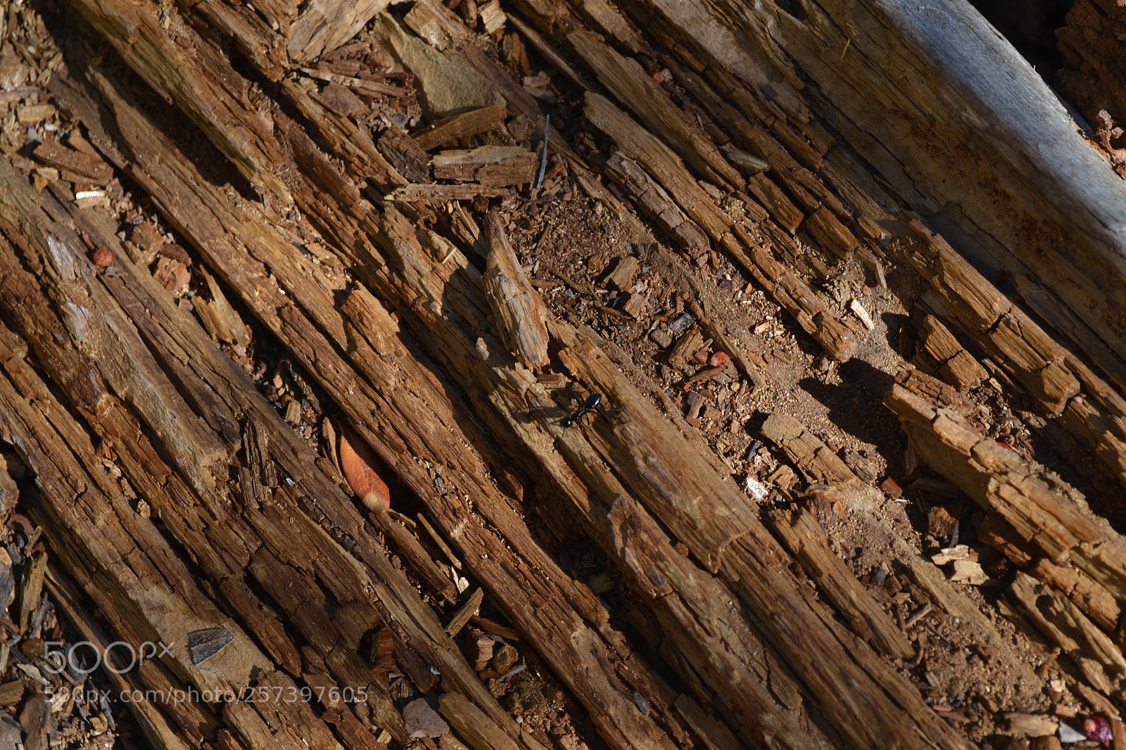 Nikon D3100 sample photo. Wood ant photography