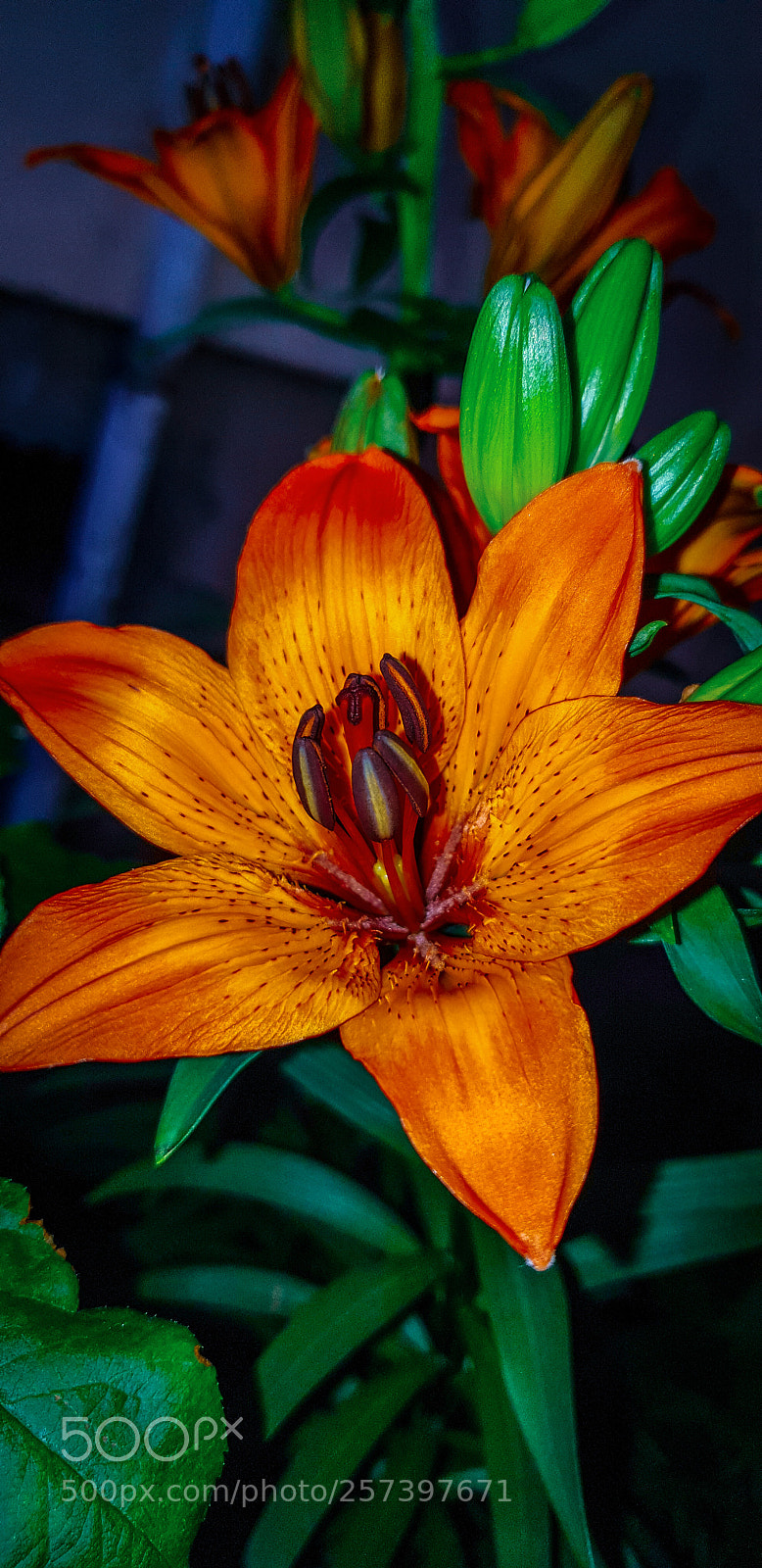 Samsung Galaxy S9+ sample photo. Untitled photography