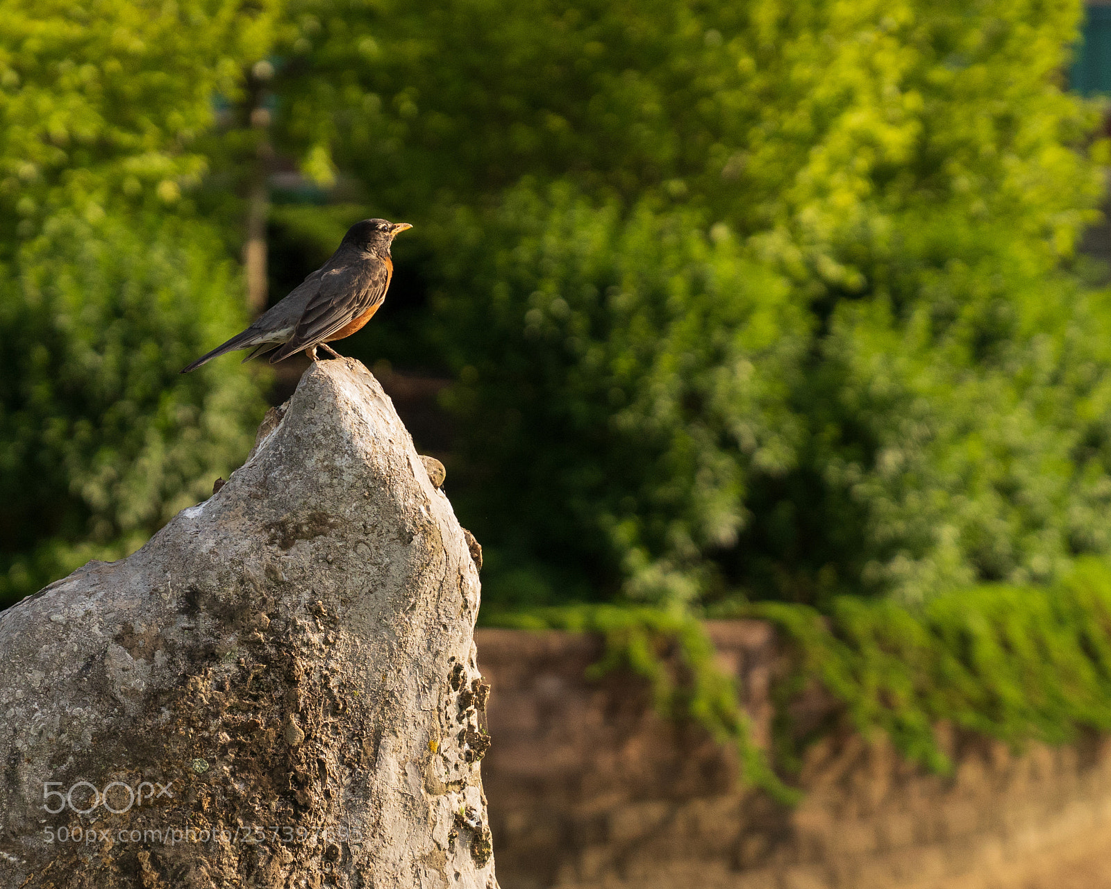 Sony a7 III sample photo. Just a bird taking photography