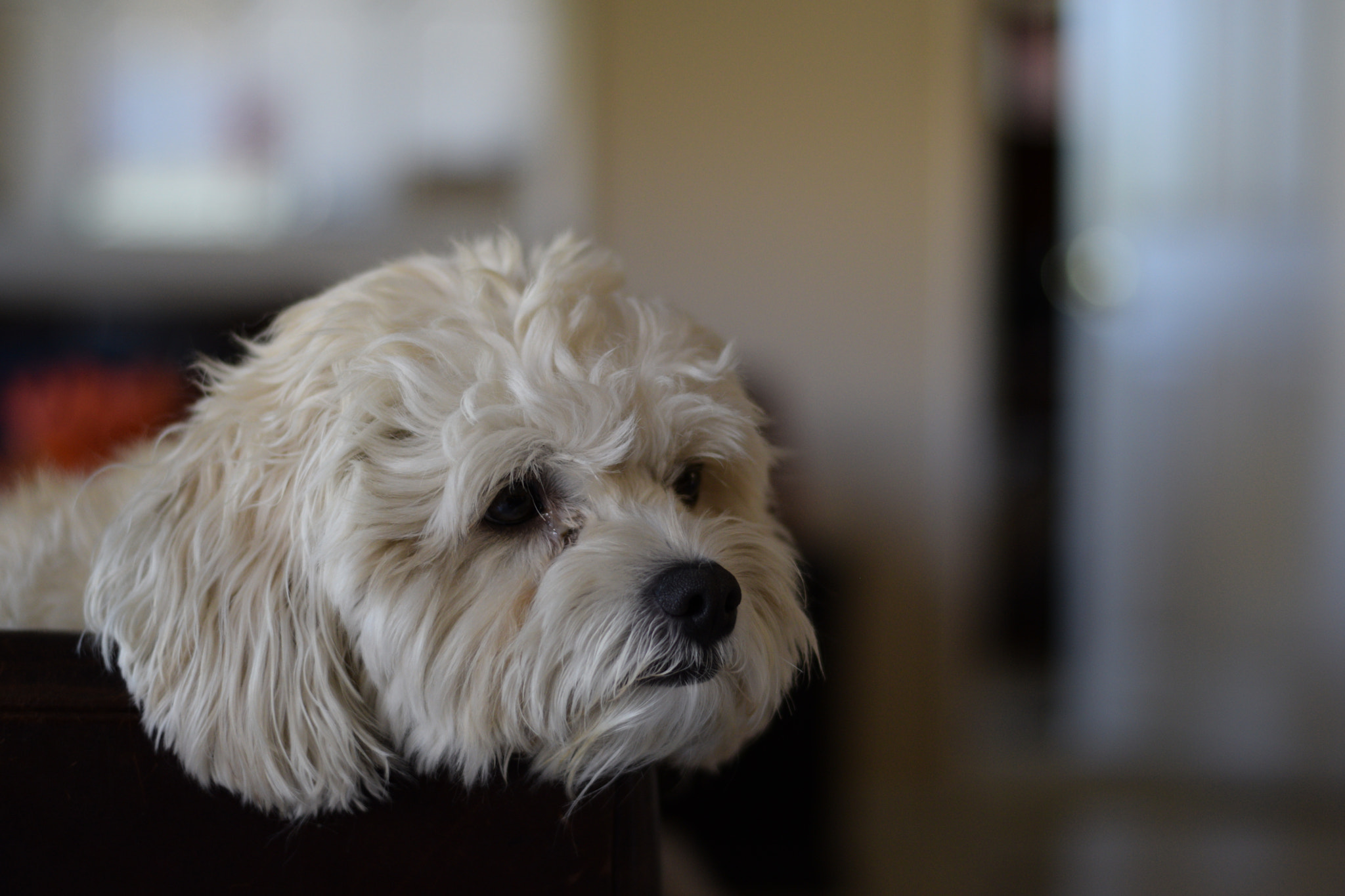 Nikon AF-S Nikkor 50mm F1.8G sample photo. Hercules is thinking dreaming photography