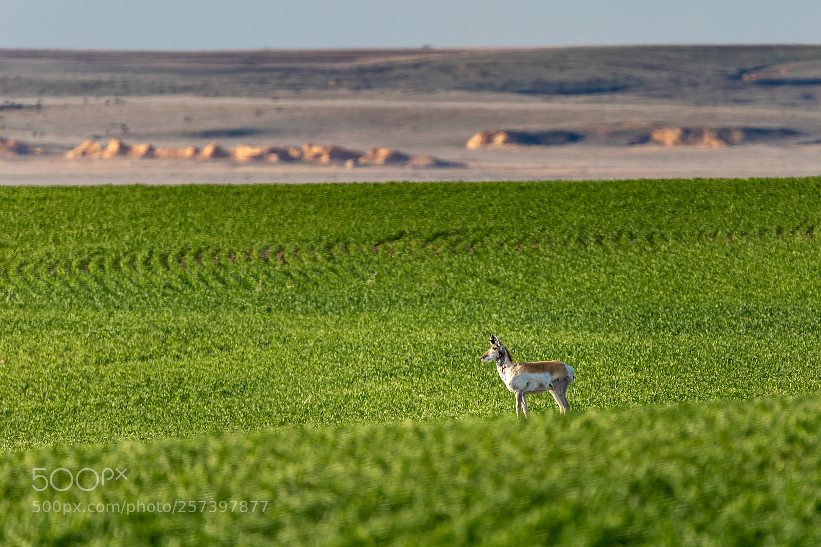 Canon EOS 5D Mark IV sample photo. Pronghorn photography