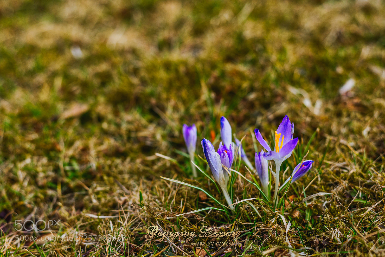 Nikon D800 sample photo. Gliwickie krokusy park chopina photography