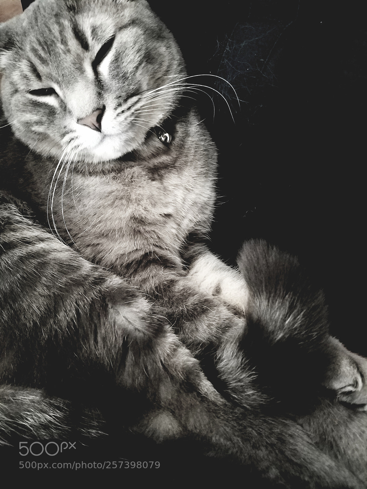 Samsung Galaxy S7 Edge sample photo. B&w napster photography