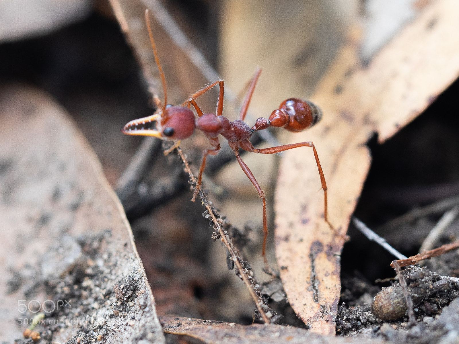 Olympus OM-D E-M1 sample photo. Army ant photography