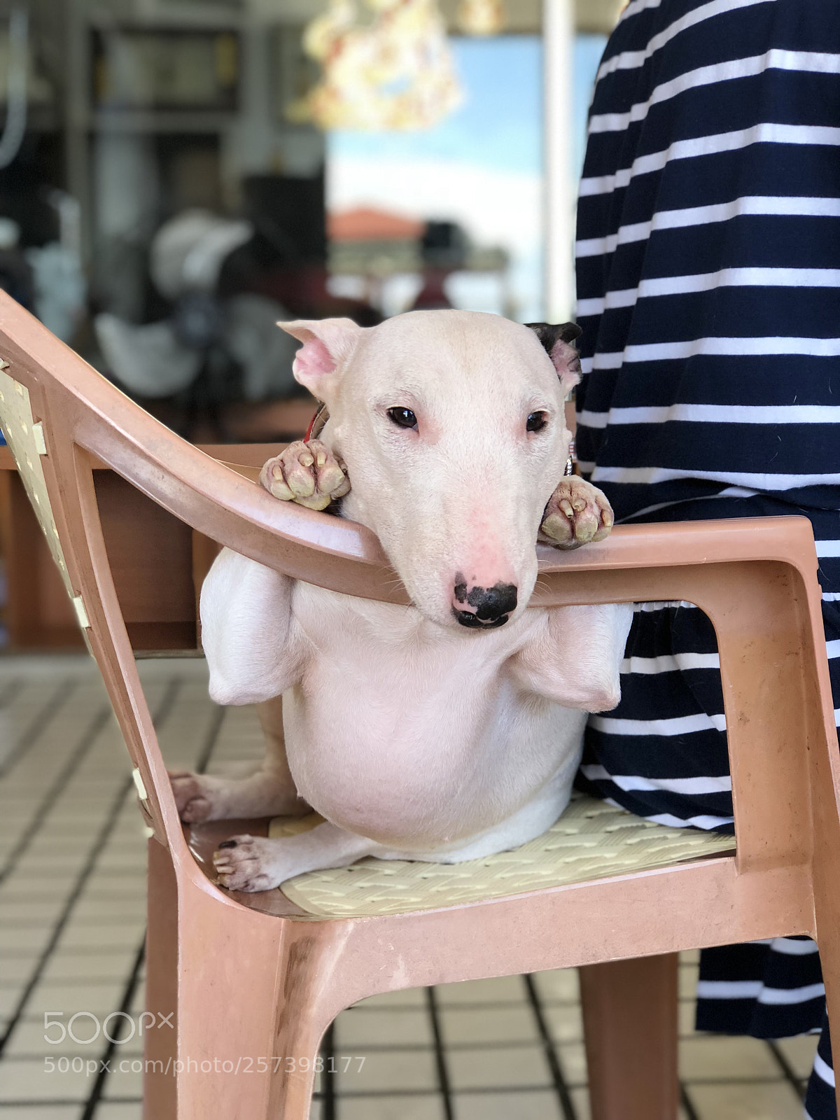 Apple iPhone 8 Plus sample photo. The boss dog  photography