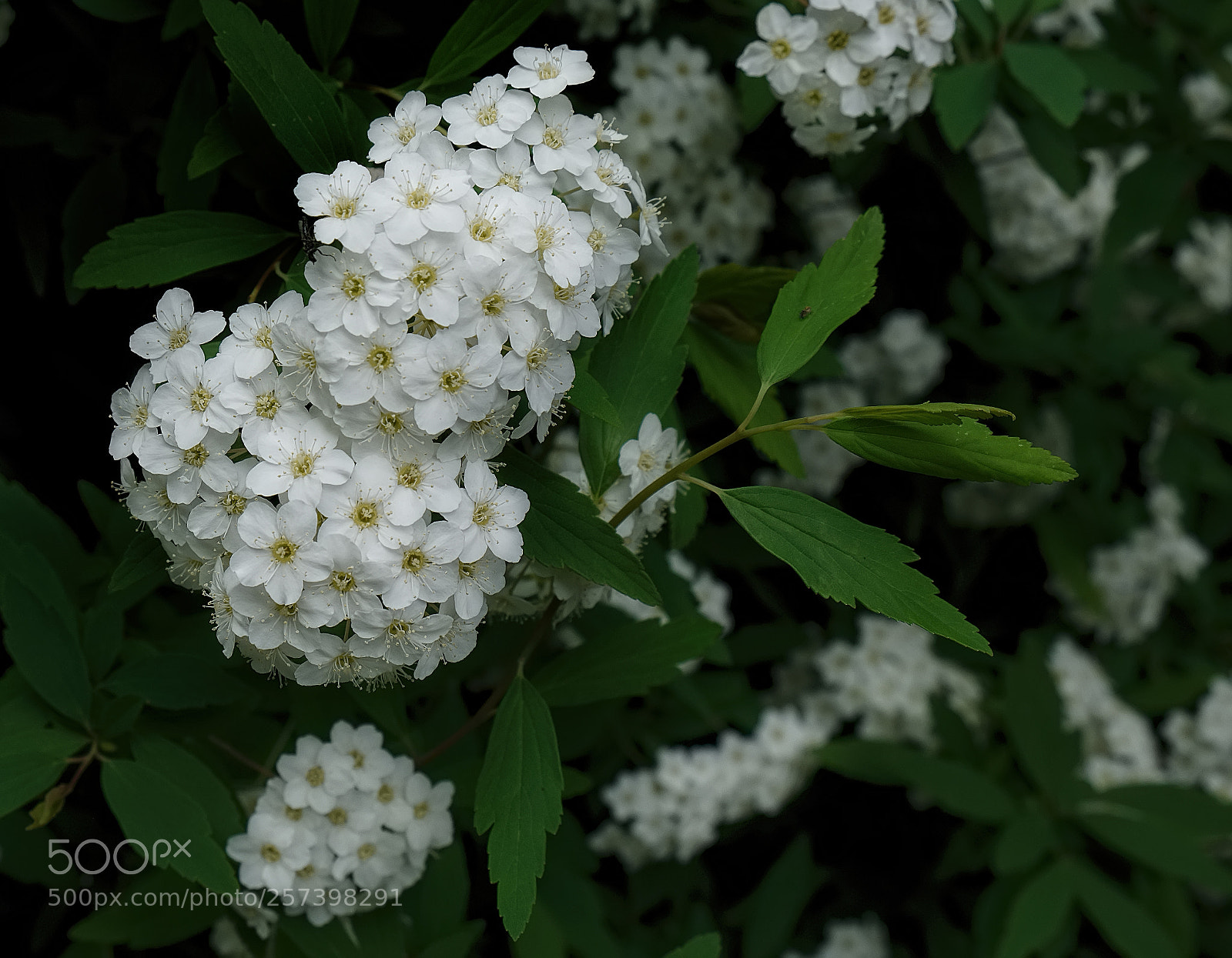 Fujifilm X-T2 sample photo. Souvenir de printemps photography