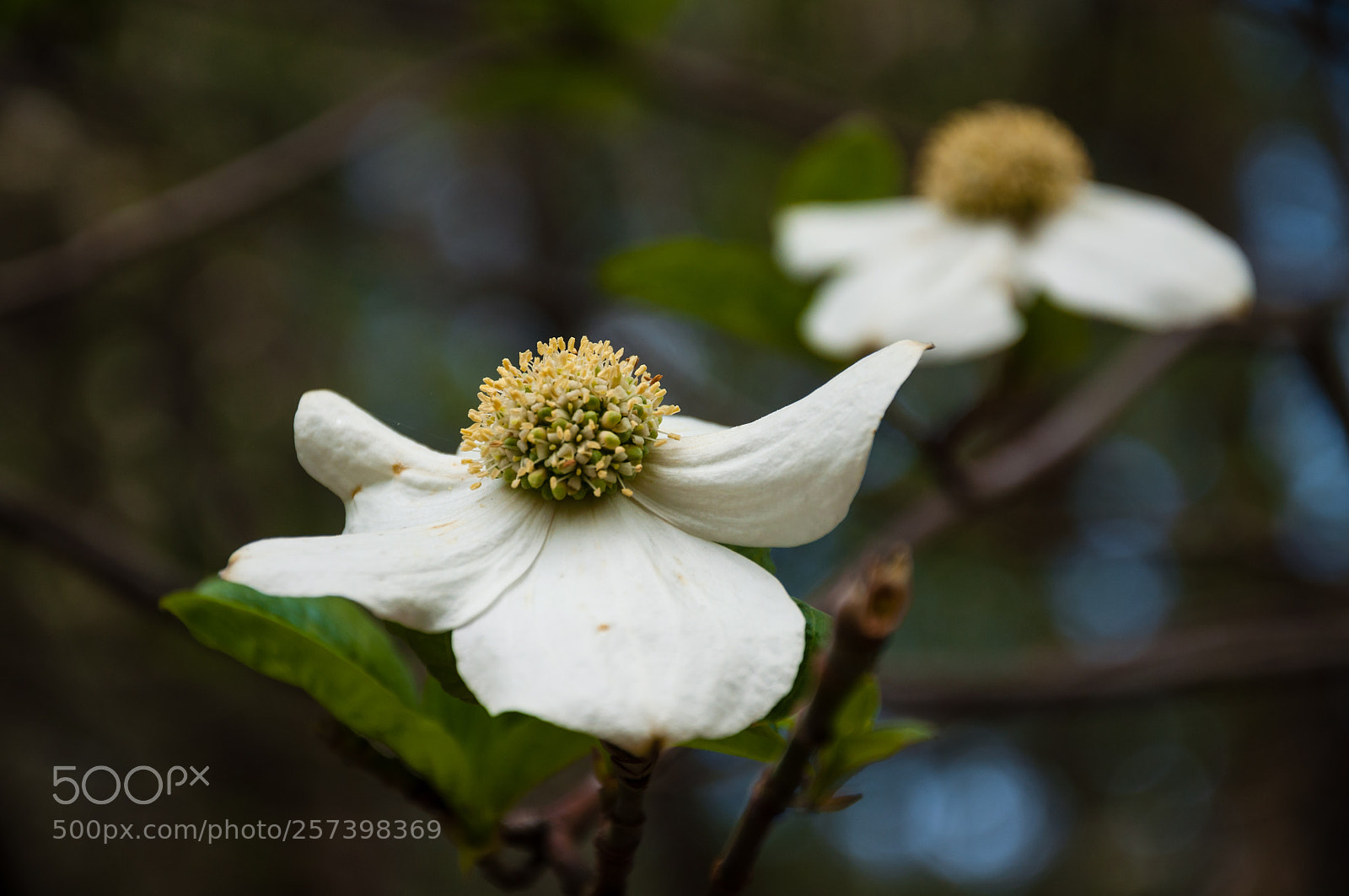 Nikon D90 sample photo. Spring blossoms photography