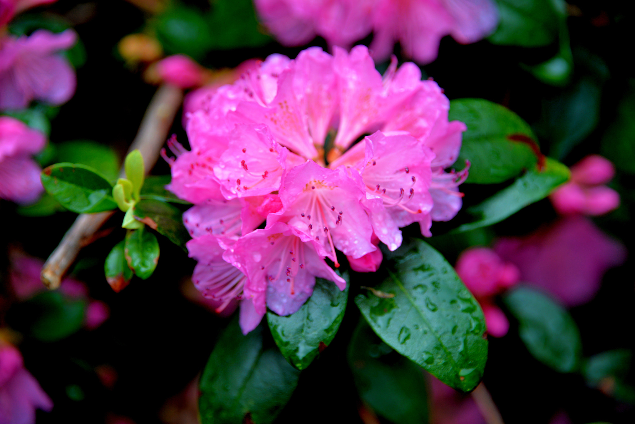 Nikon D610 sample photo. Rhododendron photography