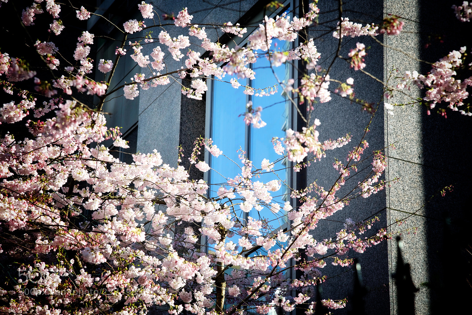Nikon D750 sample photo. Outside the window photography
