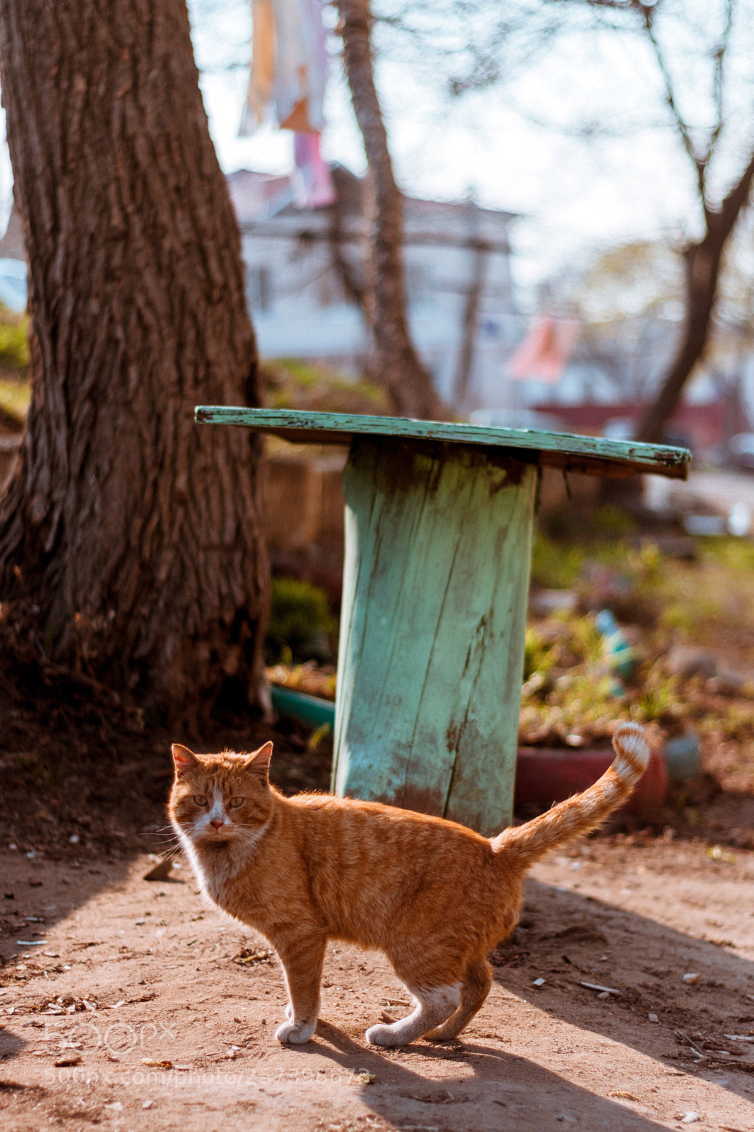 Canon EOS 70D sample photo. Hello photography