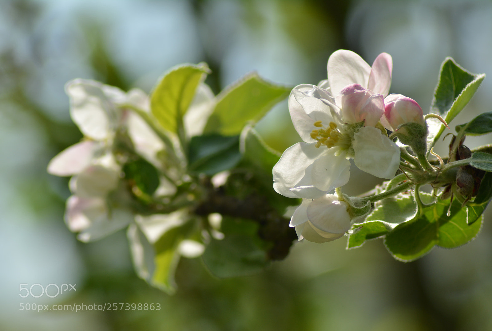 Nikon D5200 sample photo. Jabłonie4 photography
