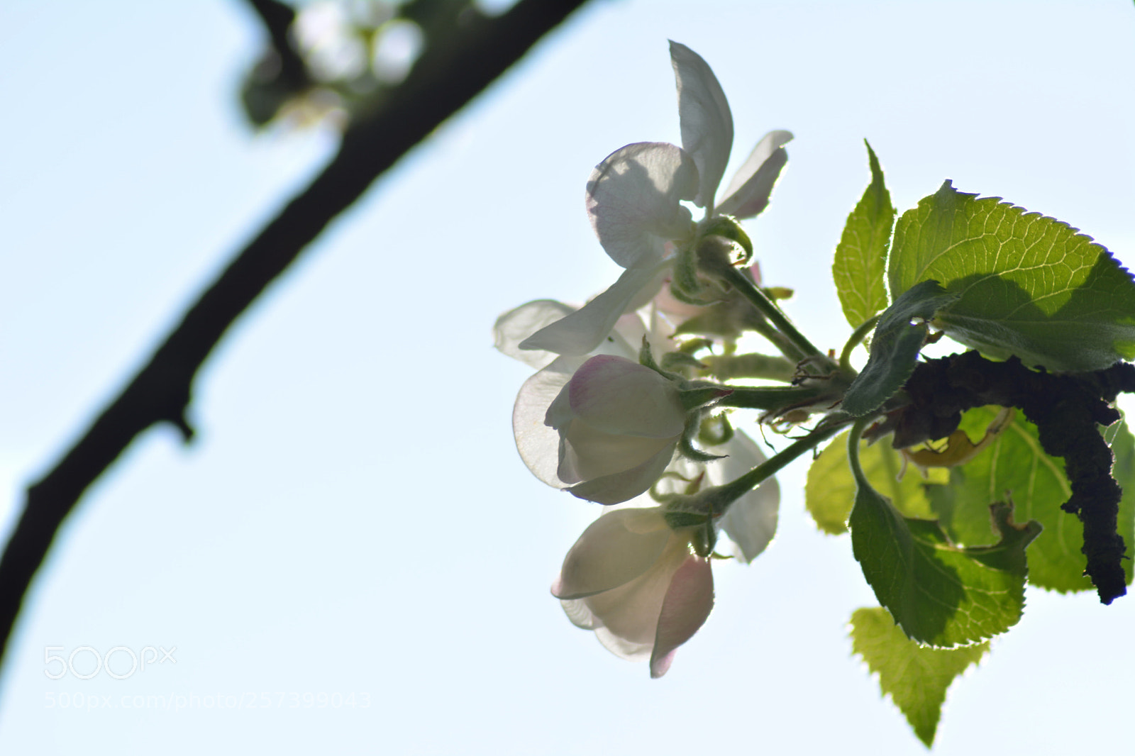 Nikon D5200 sample photo. Jabłonie5 photography