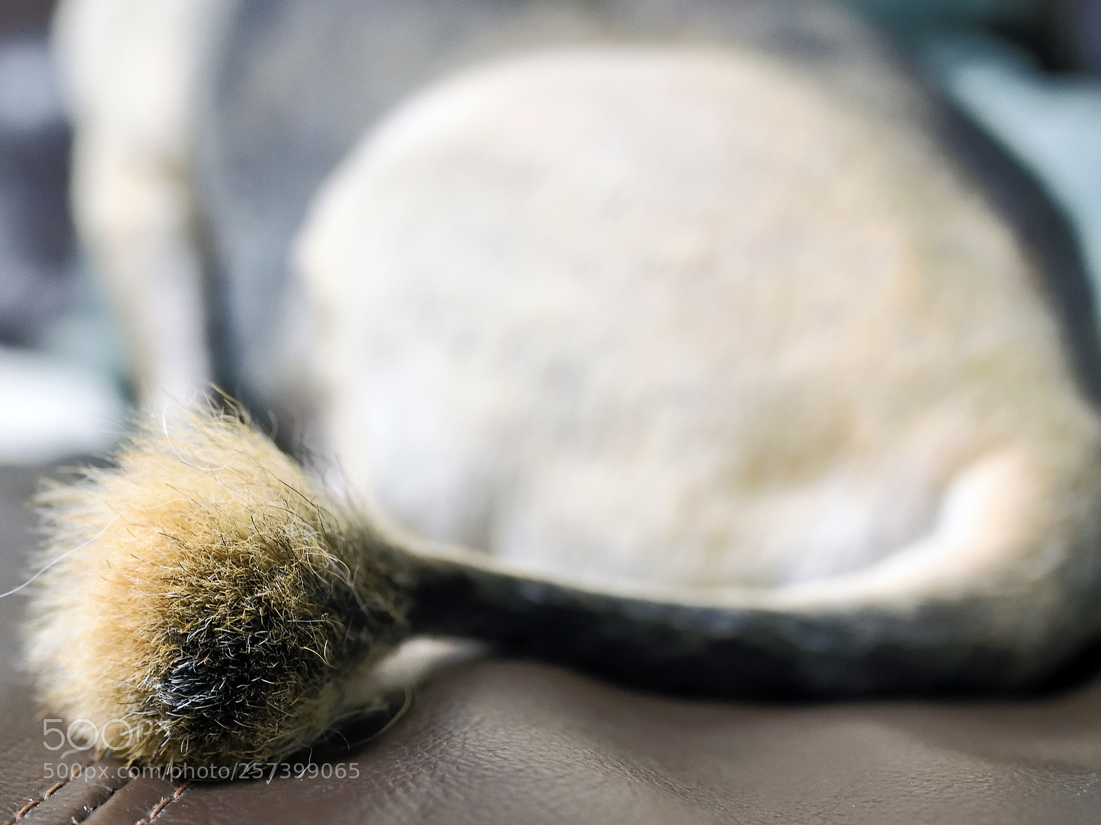 Nikon D850 sample photo. 850_1047_00001.jpg photography
