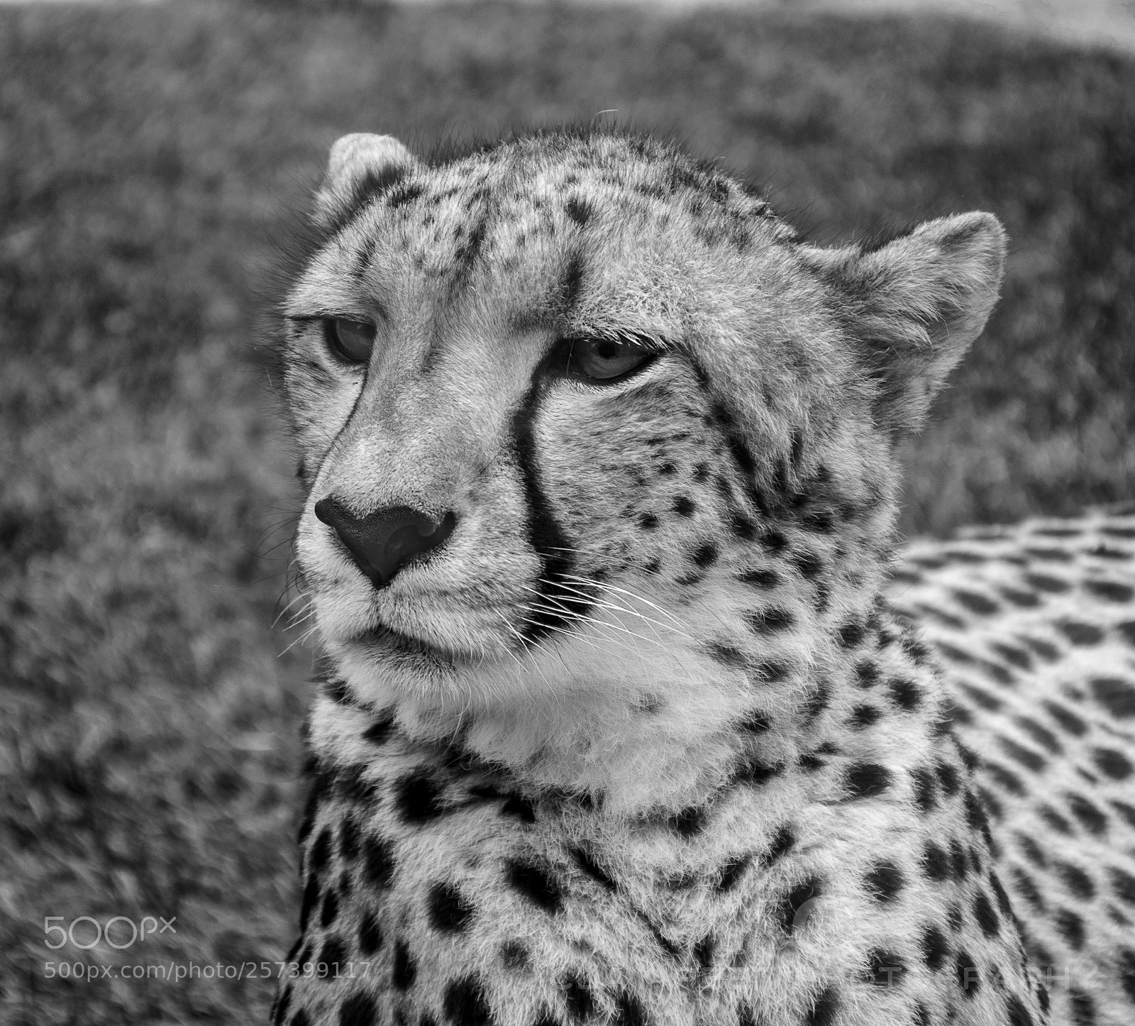 Nikon D5300 sample photo. Cheetah auckland zoo web photography