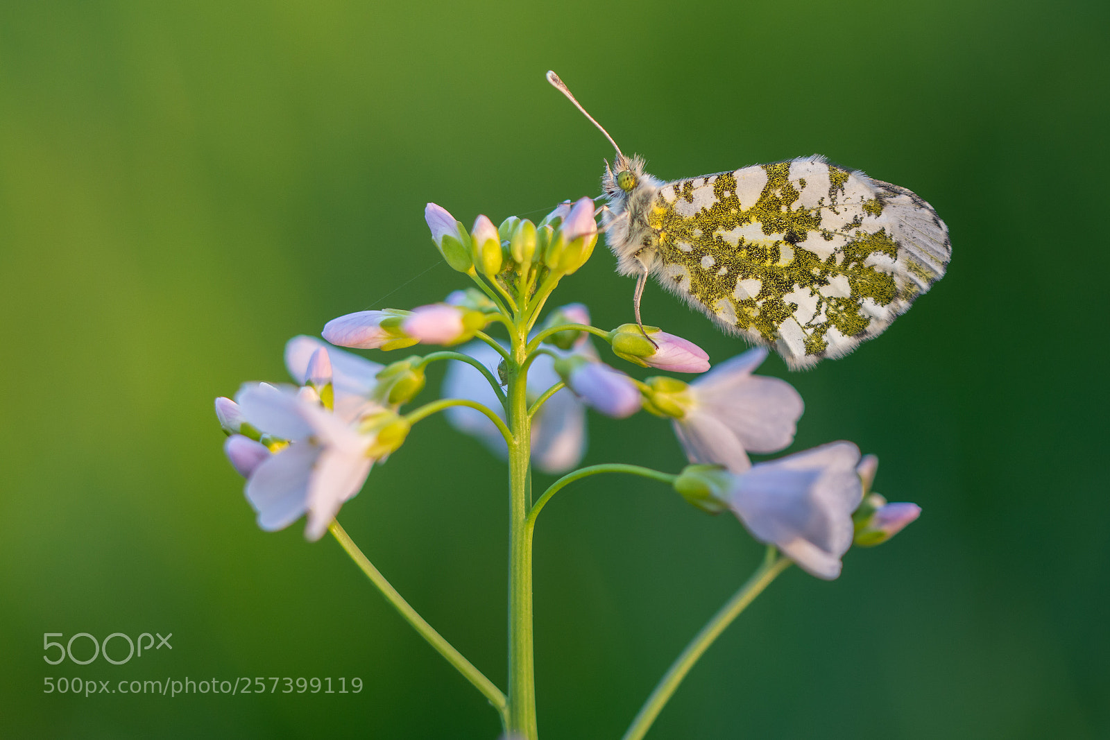 Nikon D7200 sample photo. Orange tip photography