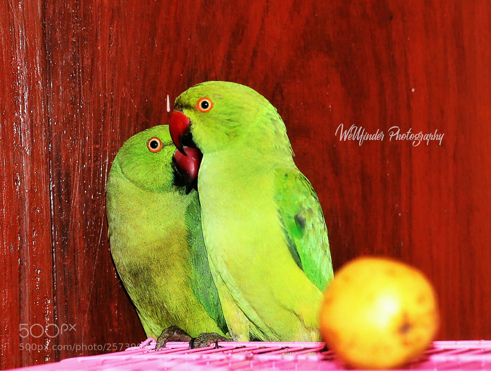 Canon EOS 750D (EOS Rebel T6i / EOS Kiss X8i) sample photo. Komban ?? my babies ?? photography