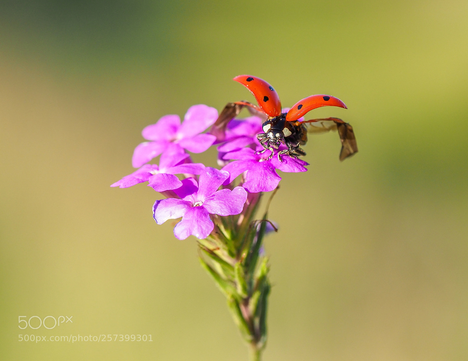 Olympus OM-D E-M1 Mark II sample photo. Ladybug photography