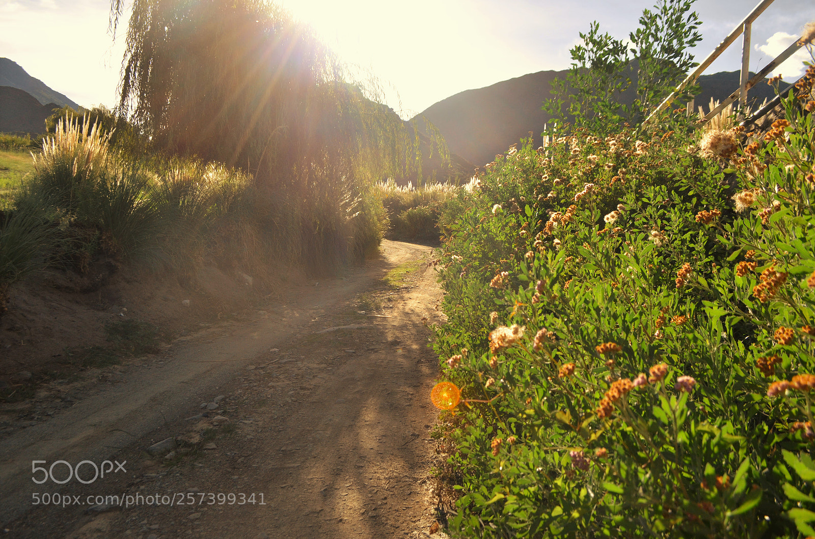 Nikon D5100 sample photo. Untitled photography