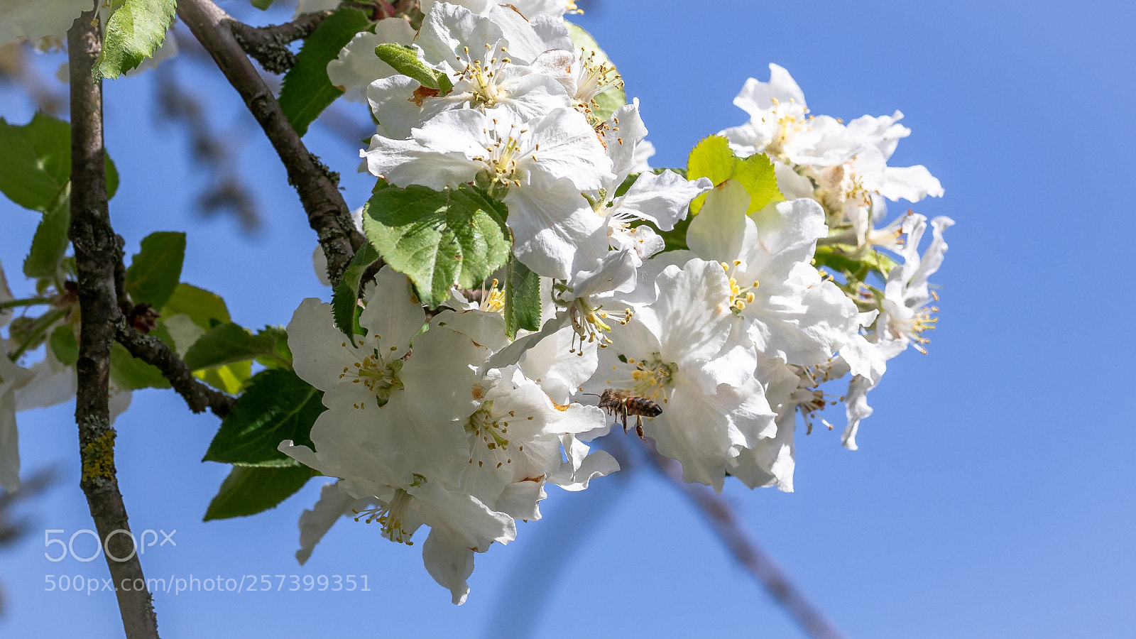 Canon EOS 5D Mark IV sample photo. Spring 2018 photography