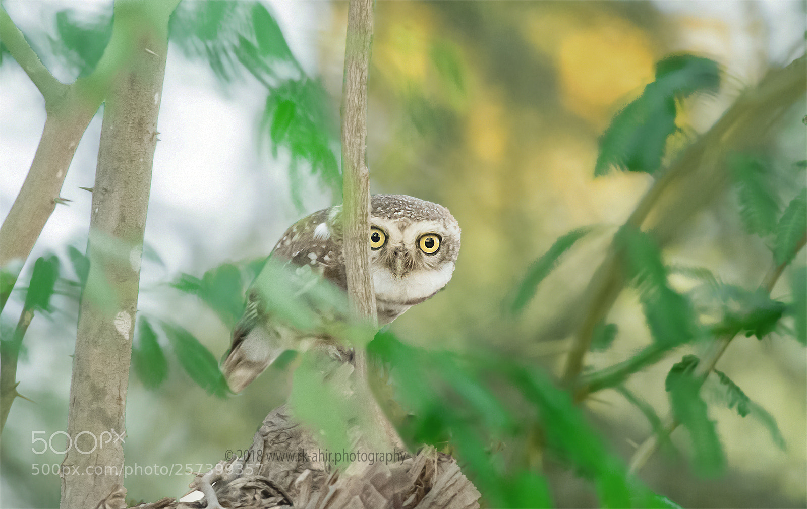 Nikon D500 sample photo. Spotted owlet photography