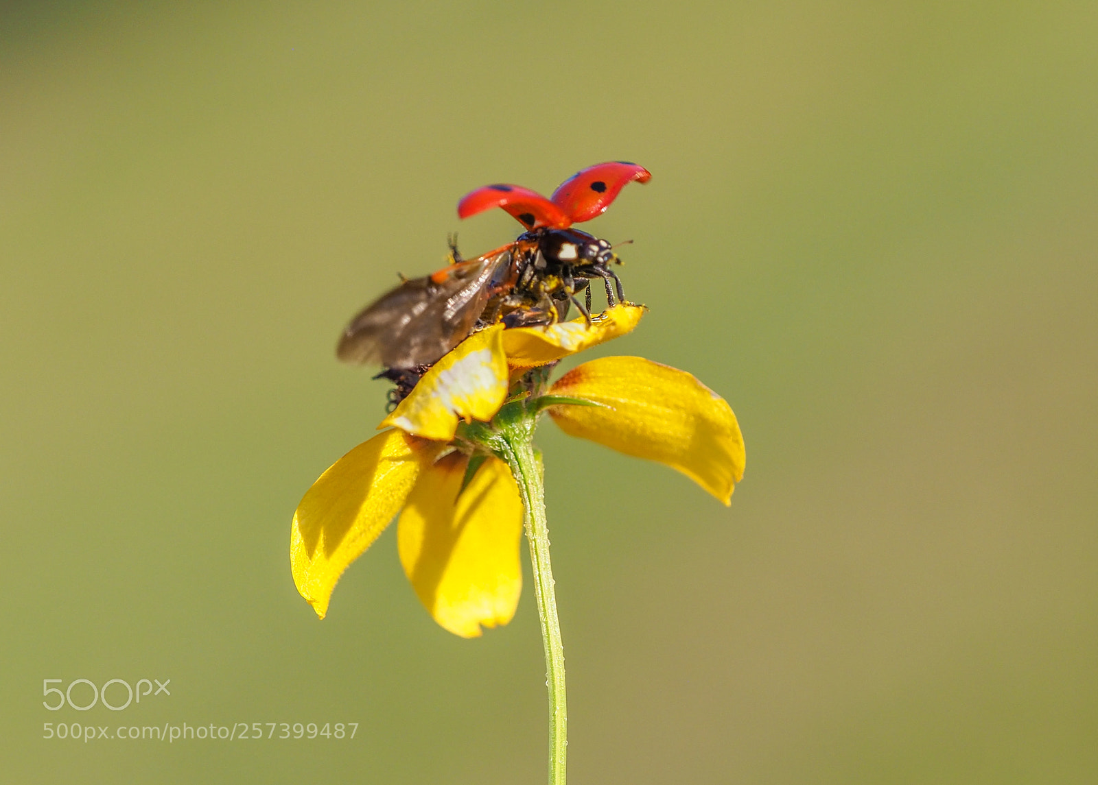Olympus OM-D E-M1 Mark II sample photo. Ladybug photography