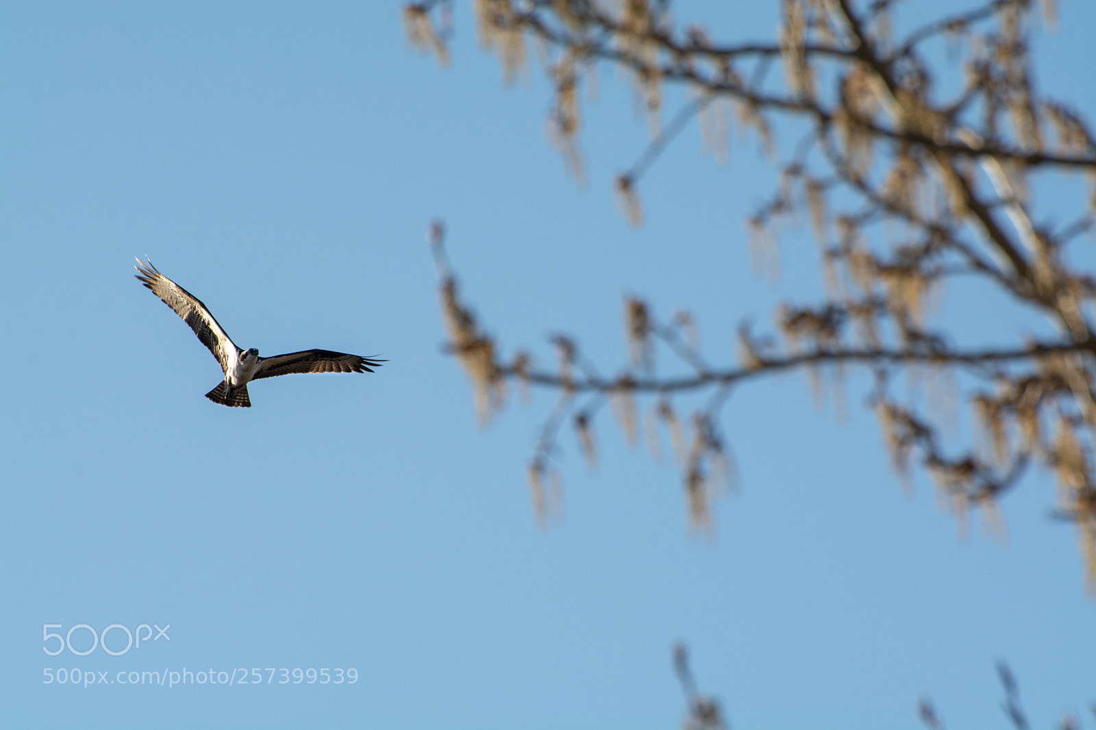 Nikon D7100 sample photo. On the prowl photography