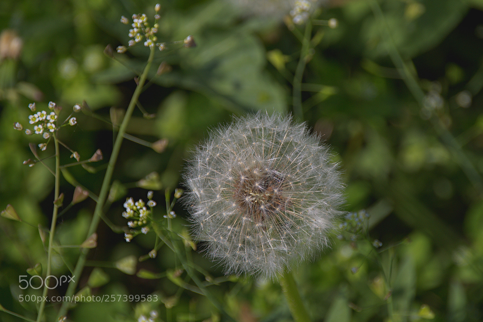 Canon EOS 700D (EOS Rebel T5i / EOS Kiss X7i) sample photo. Delicate design photography