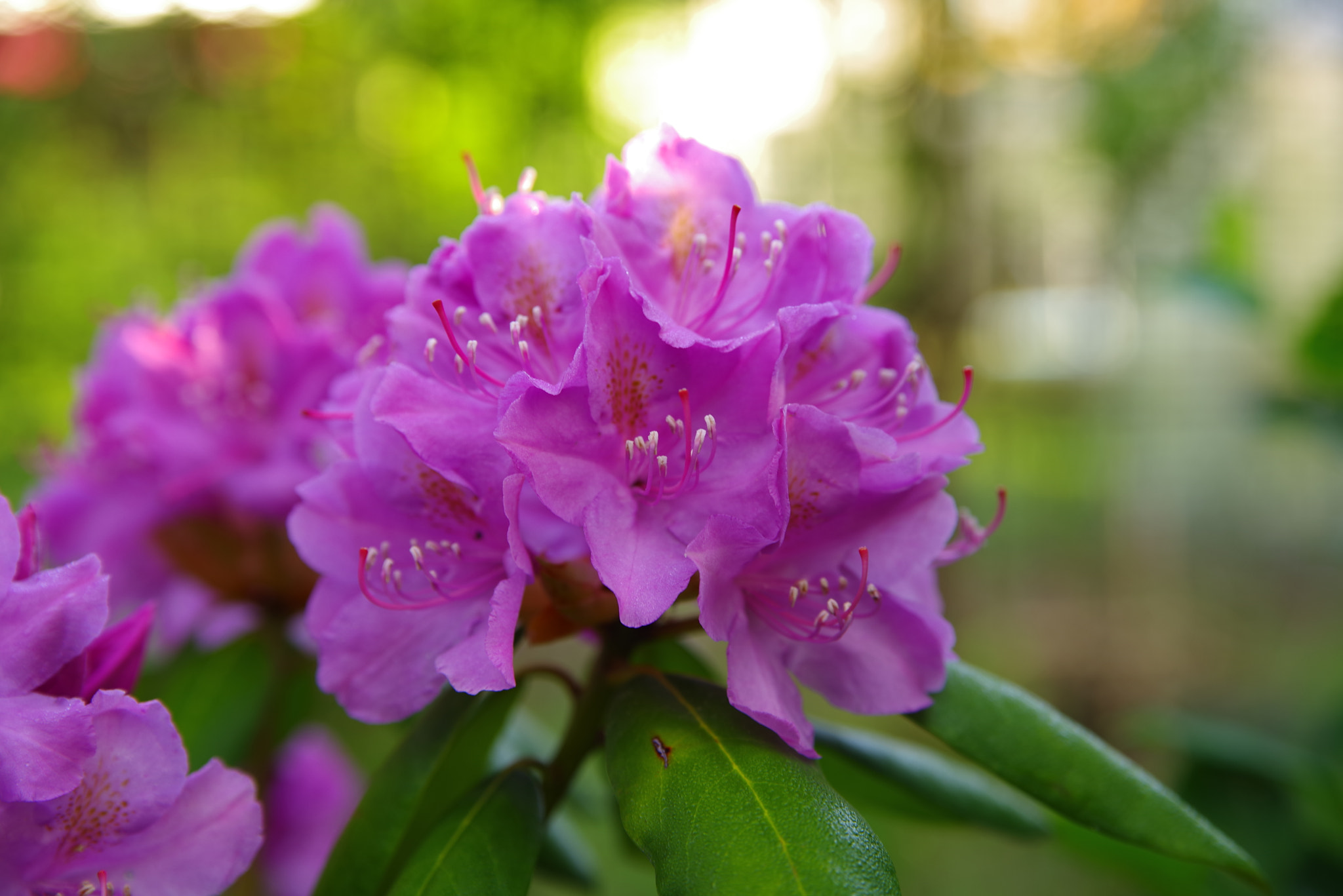 Pentax K-1 sample photo. Rhododendron photography