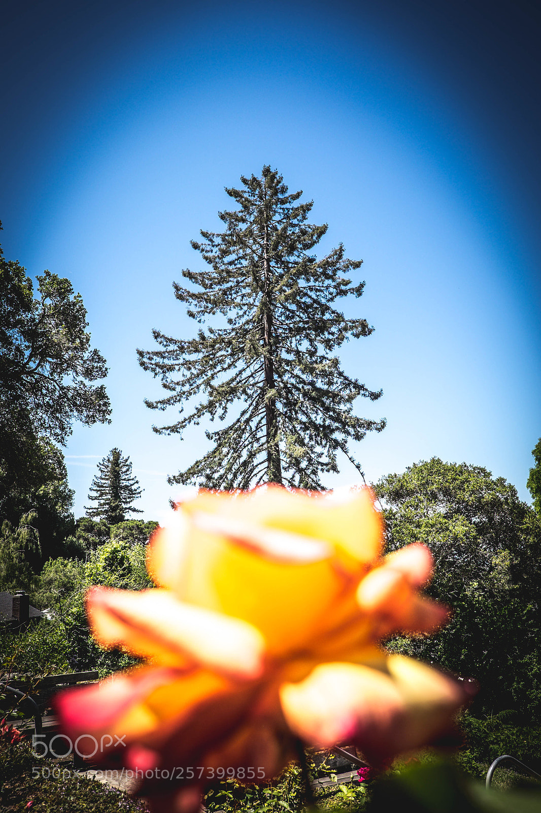 Fujifilm X-T1 sample photo. Untitled photography