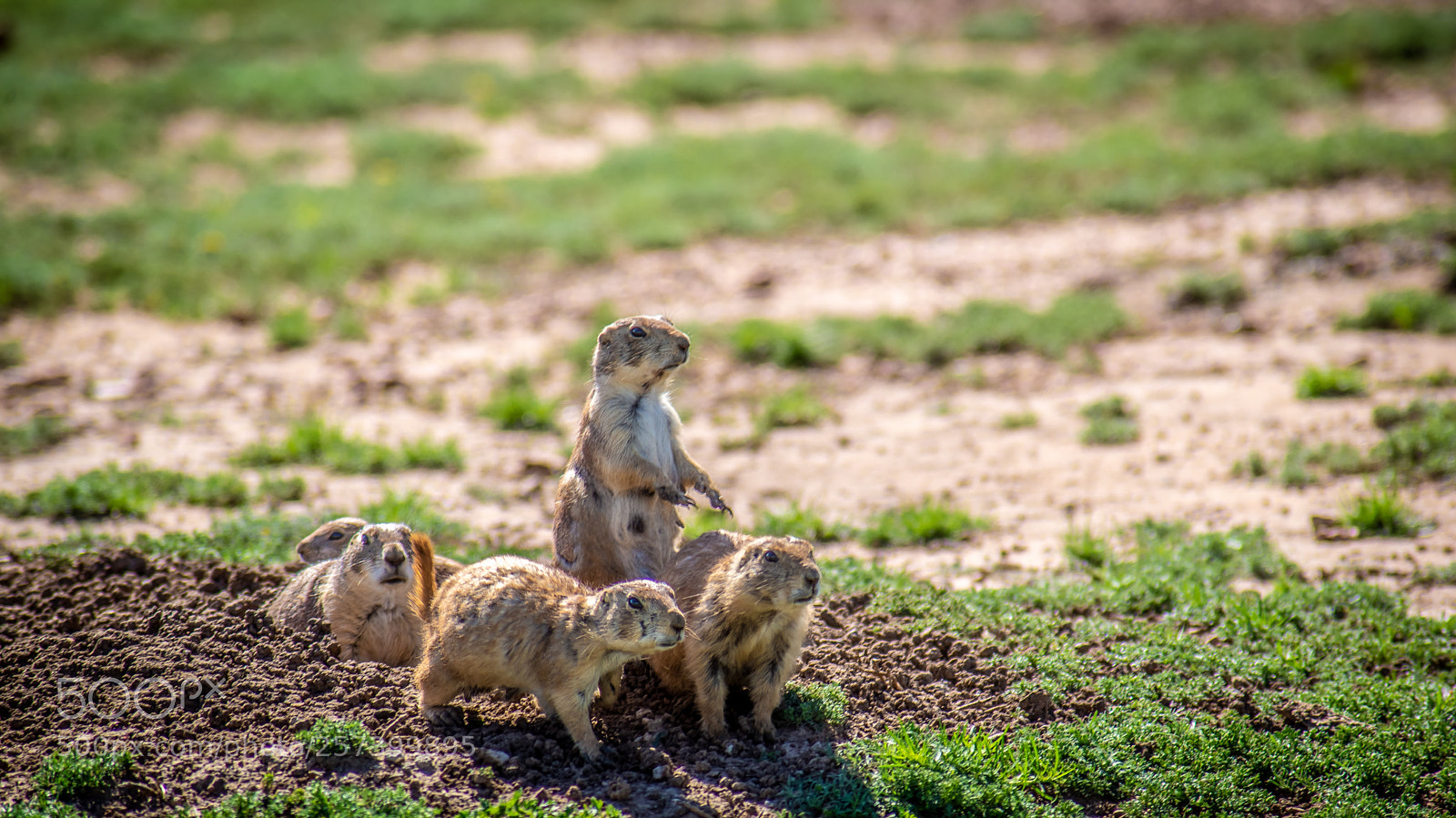 Nikon D600 sample photo. Black tailed prairie dogs photography