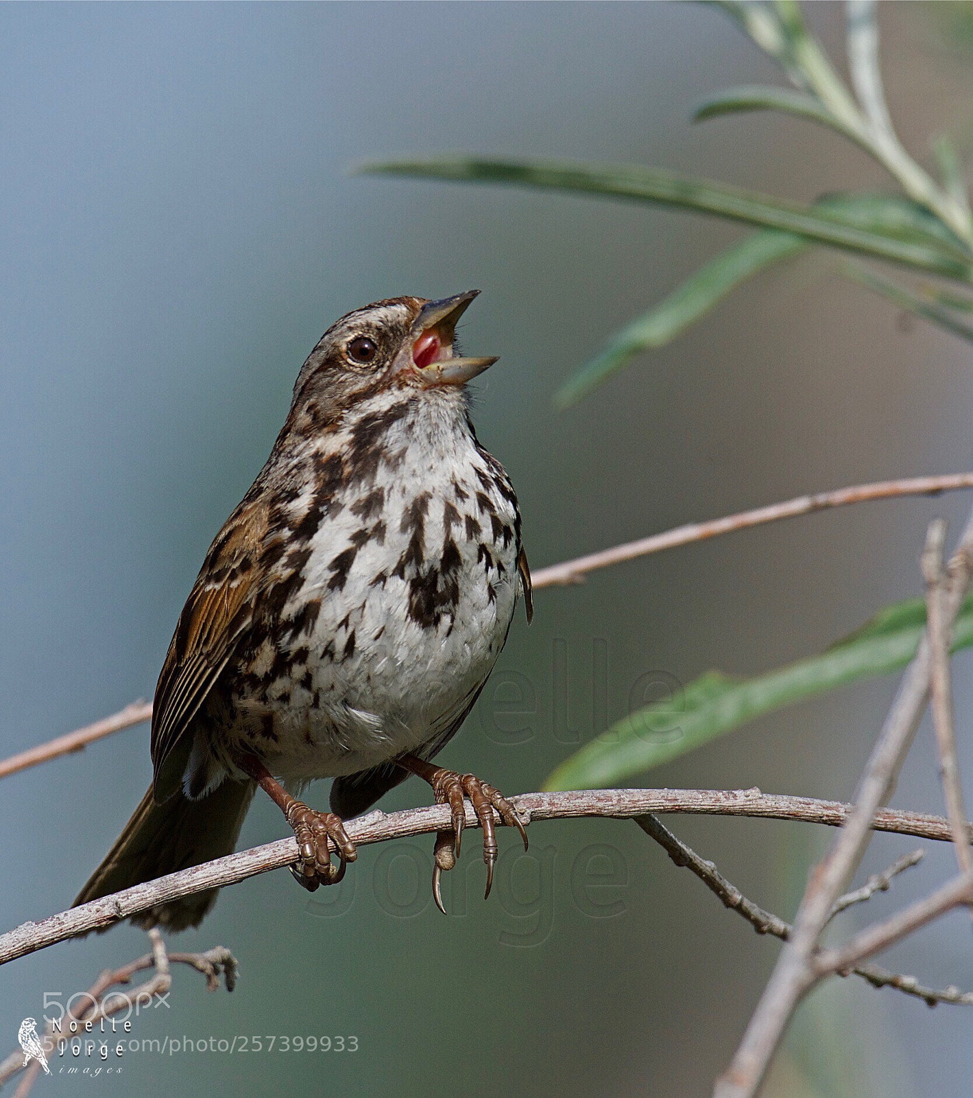 Nikon D500 sample photo. Wildlife’s songbird  photography