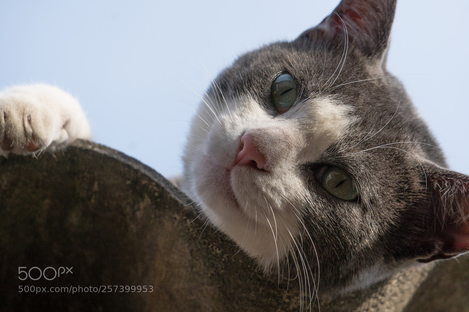 Sony a6300 sample photo. Cat on the roof photography