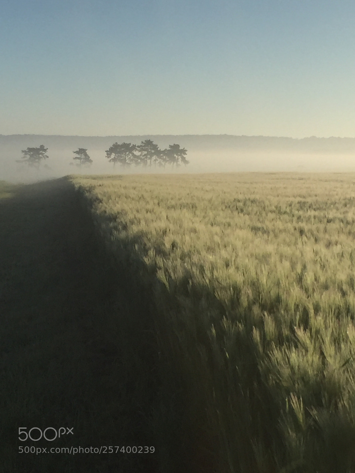 Apple iPhone 6 sample photo. Field photography