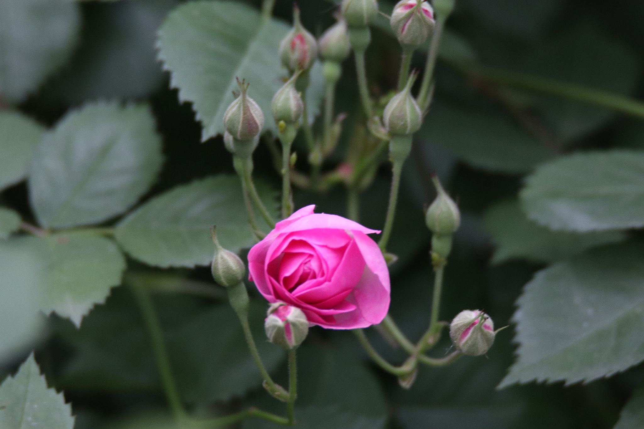 Tamron SP 150-600mm F5-6.3 Di VC USD sample photo. 含苞待放in early puberty photography