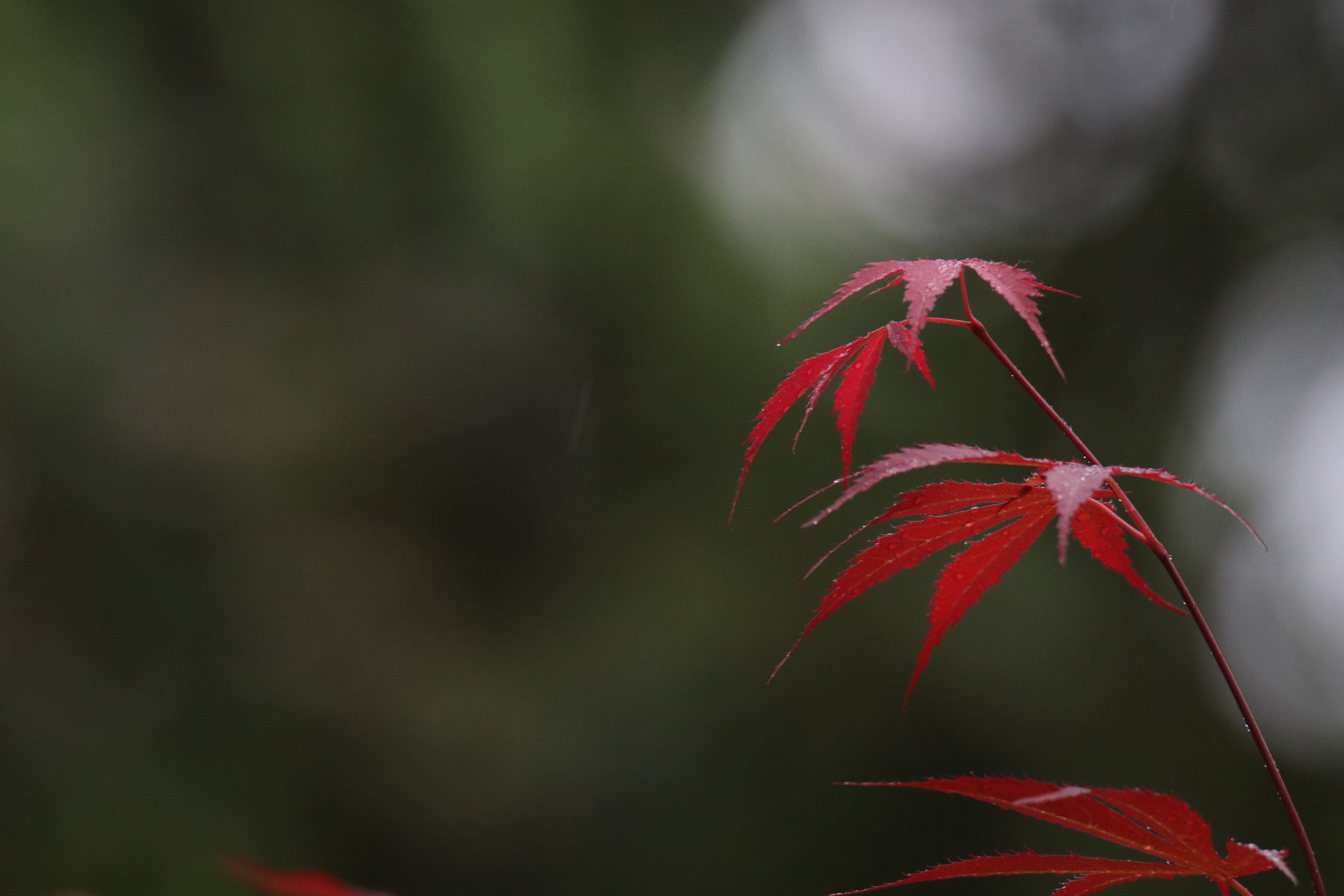 Tamron SP 150-600mm F5-6.3 Di VC USD sample photo. 雨之红red rain photography