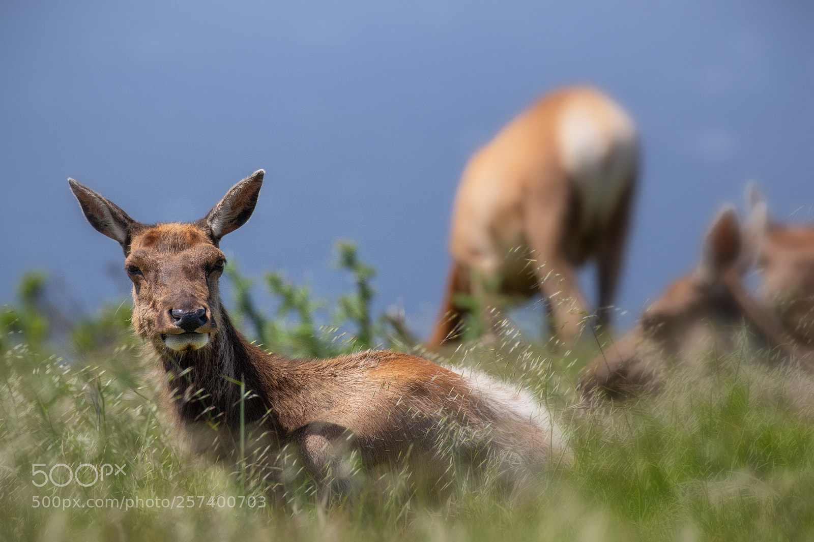 Canon EOS 7D Mark II sample photo. California tule elk photography