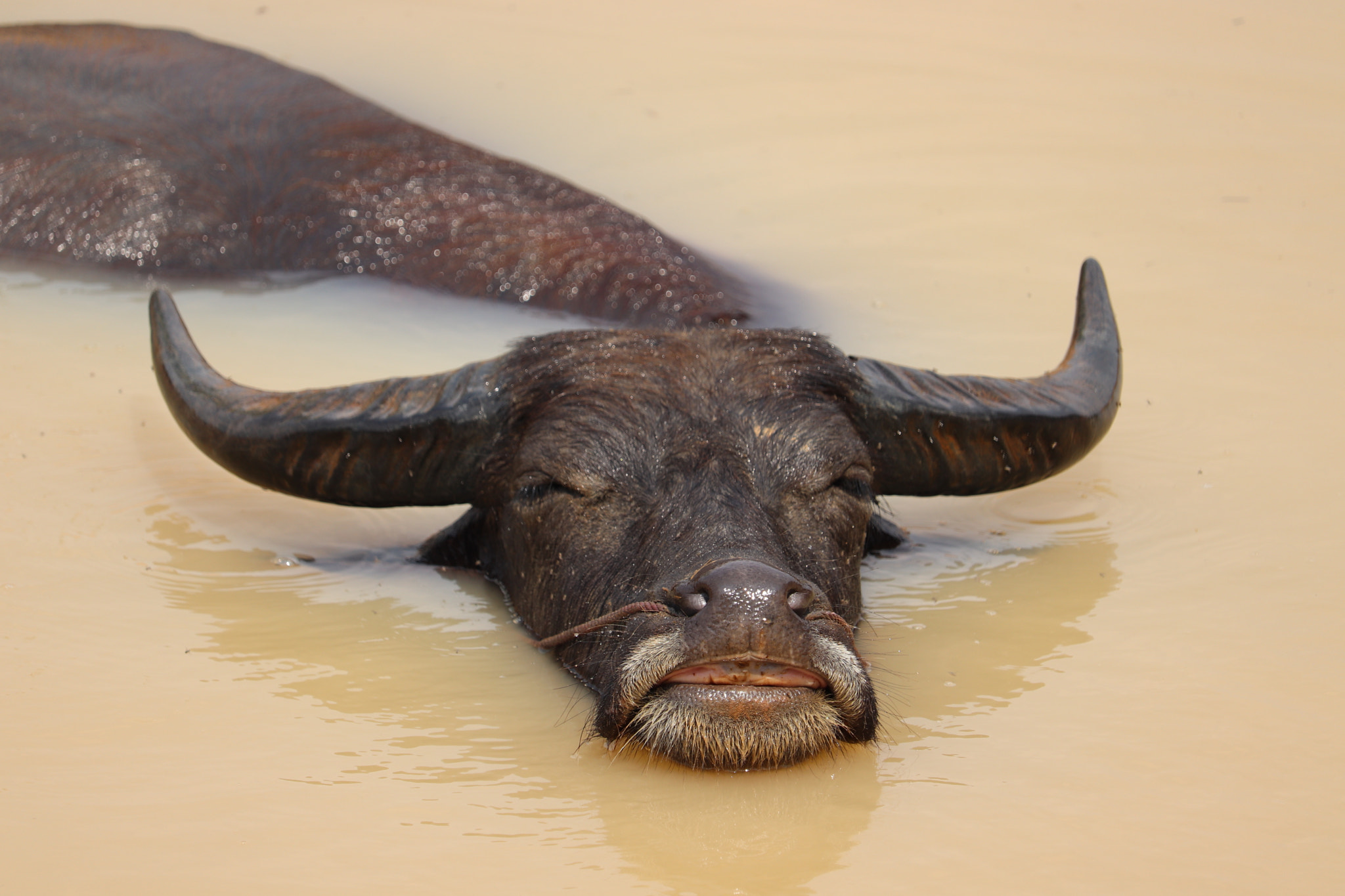Canon EF-S 55-250mm F4-5.6 IS STM sample photo. Smile_buffalo.jpg photography