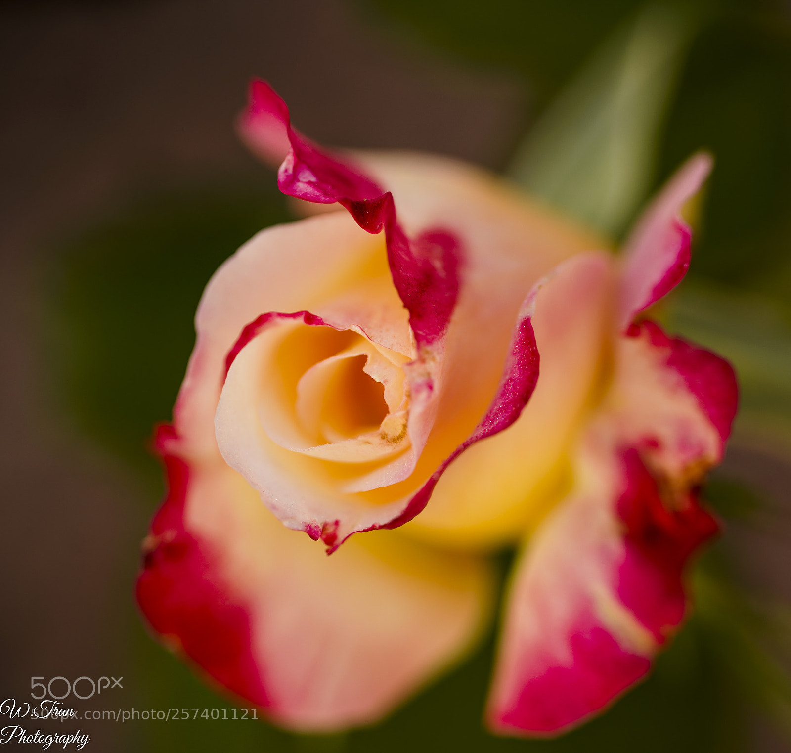 Sony a7R III sample photo. Flower photography