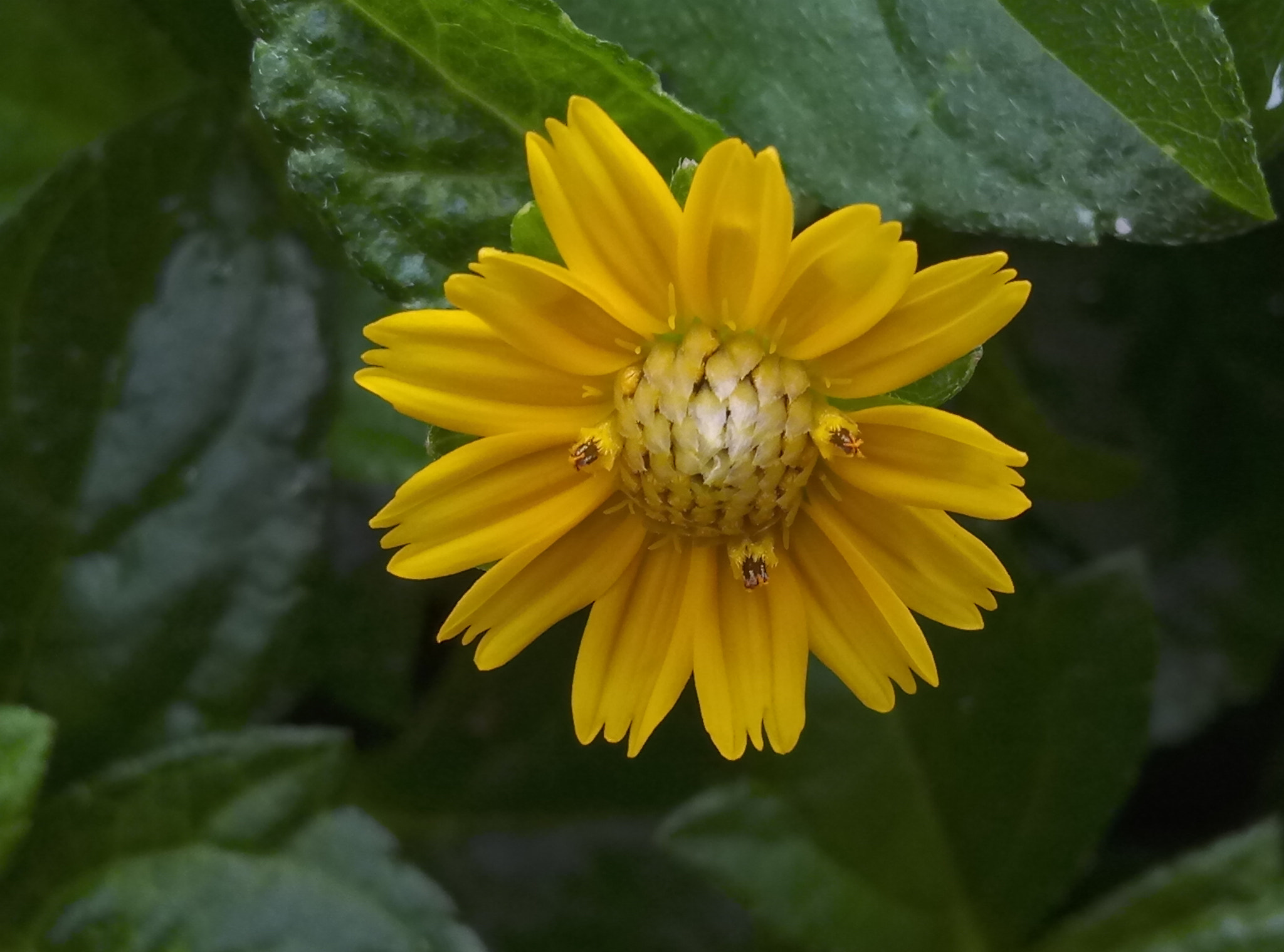 HTC ONE A9S sample photo. Yellow flower photography