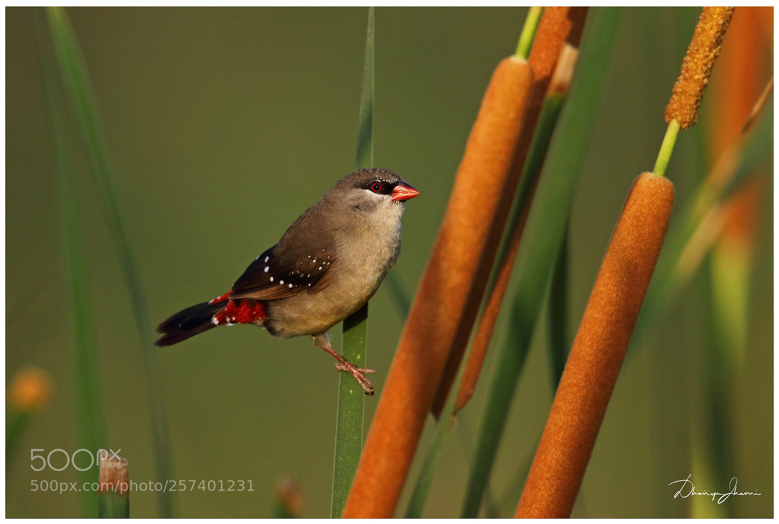 Canon EOS 7D Mark II sample photo. Red avadavat ♀ photography
