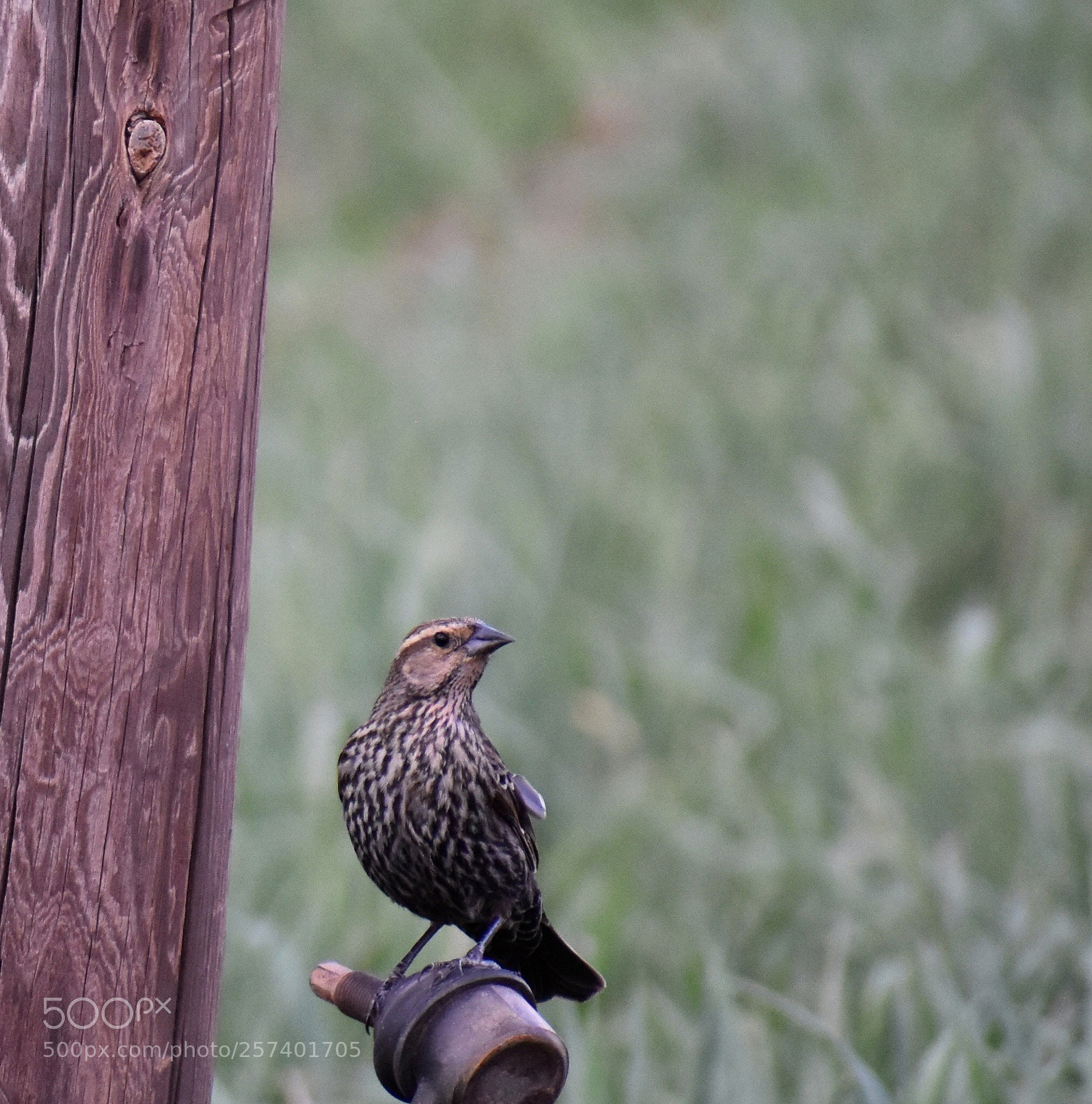 Nikon D3400 sample photo. Woods photography