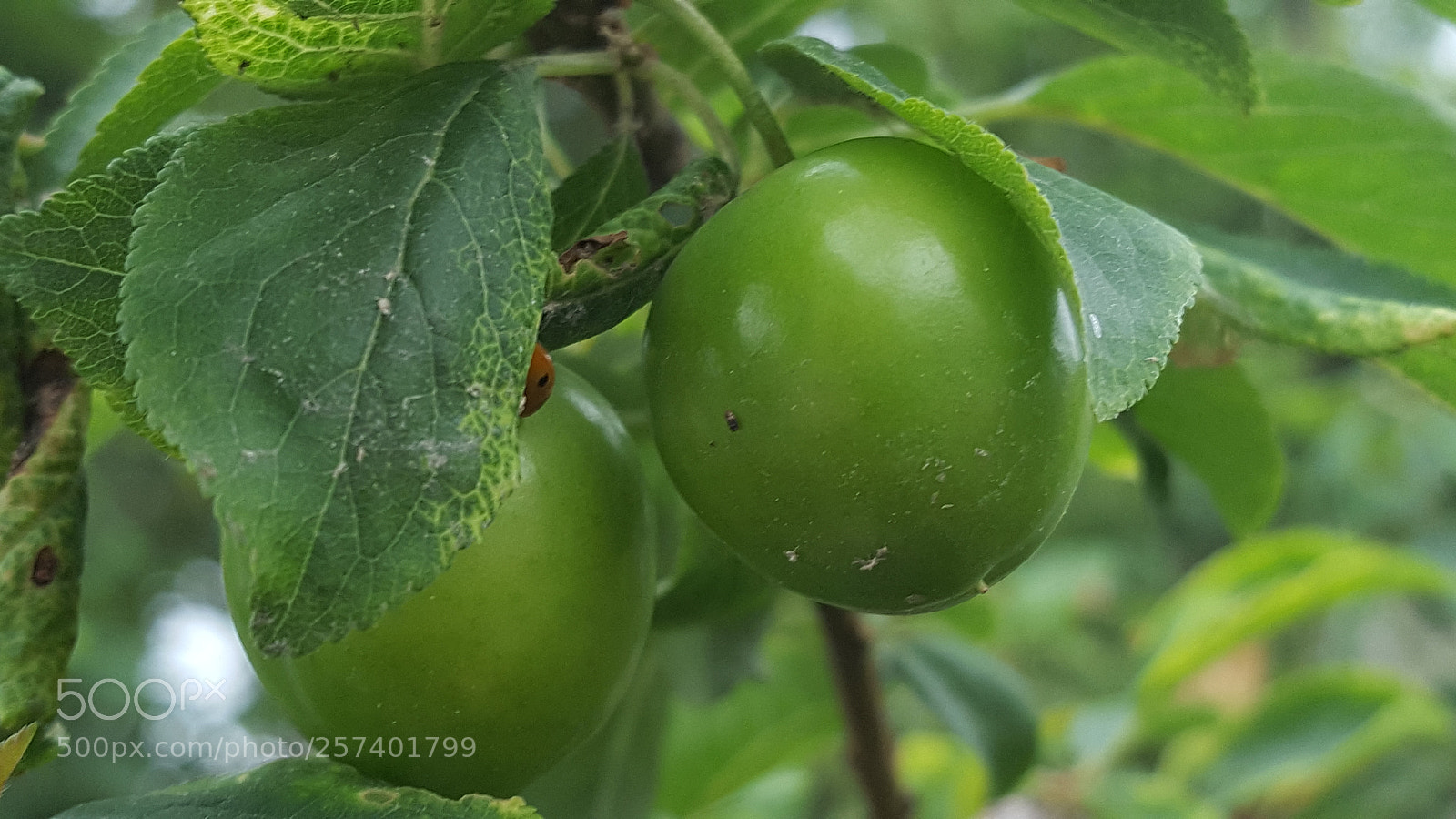 Samsung GALAXY S6 edge sample photo. Kankiler ve u ur photography