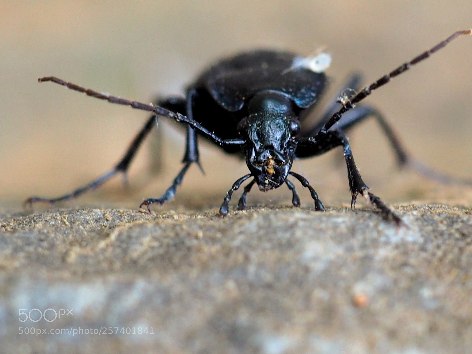 Olympus OM-D E-M10 II sample photo. Beetle photography
